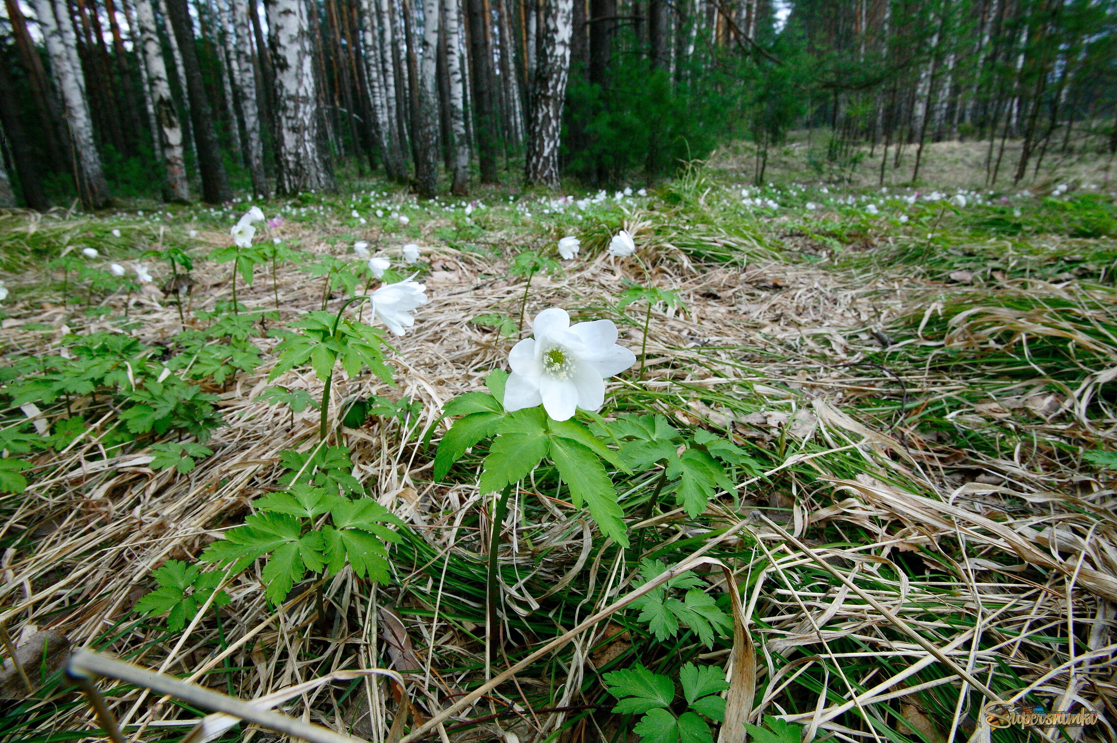 Большое Васюганское болото***