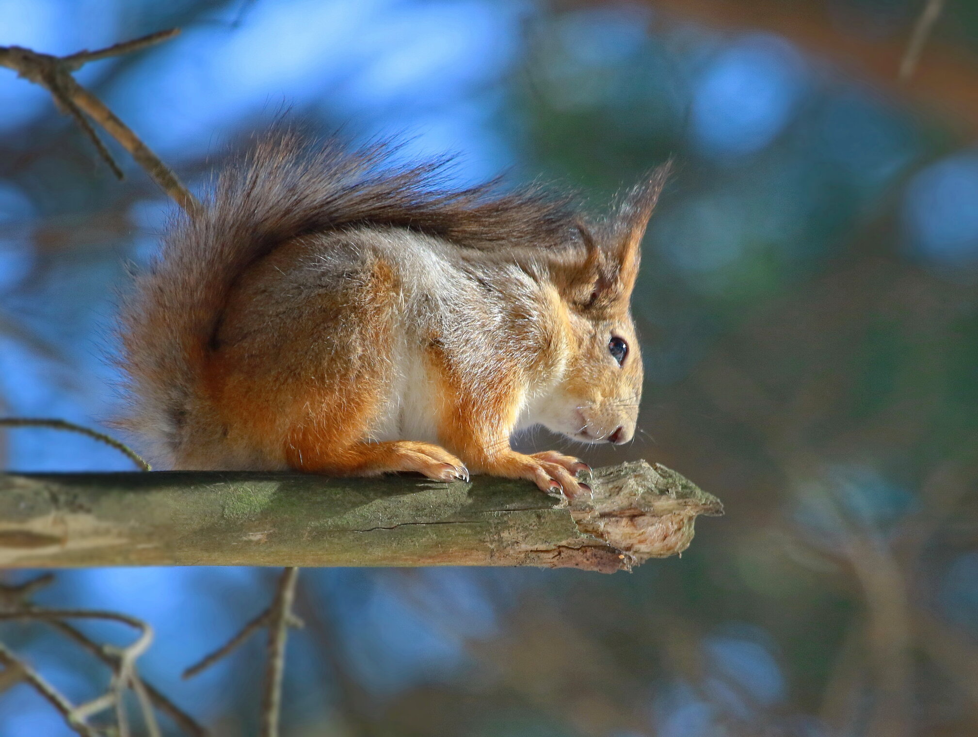 высотница...