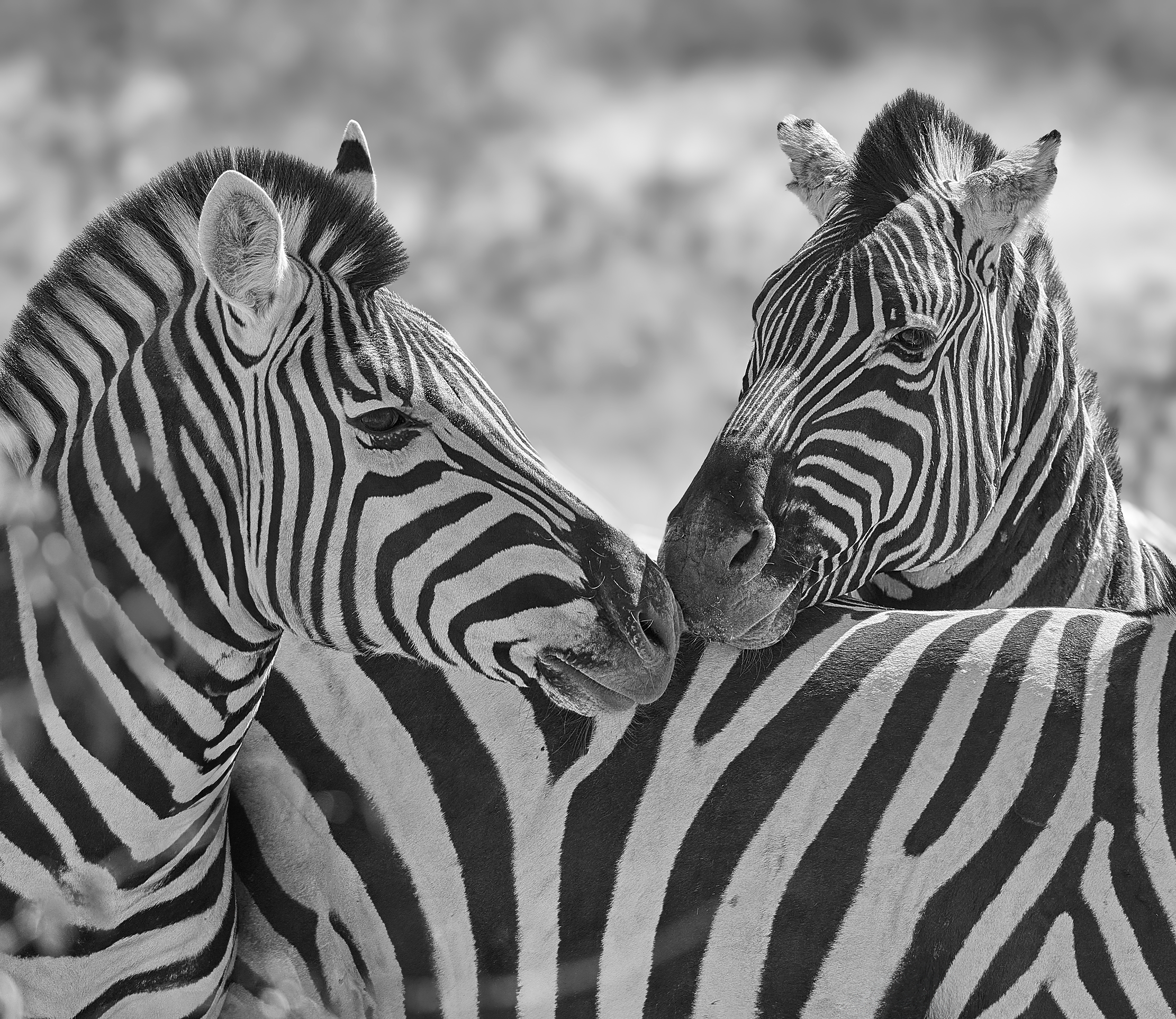 Намибийские истории...