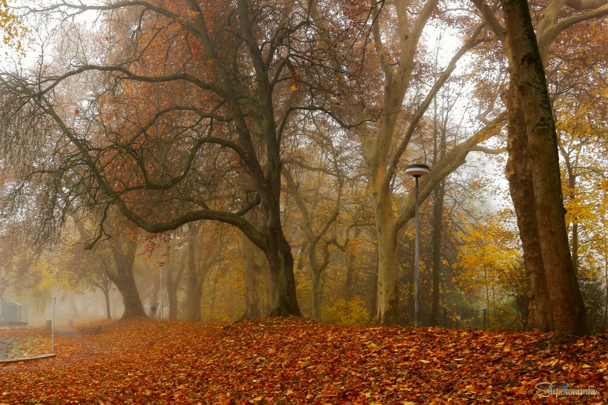 Утро в парке