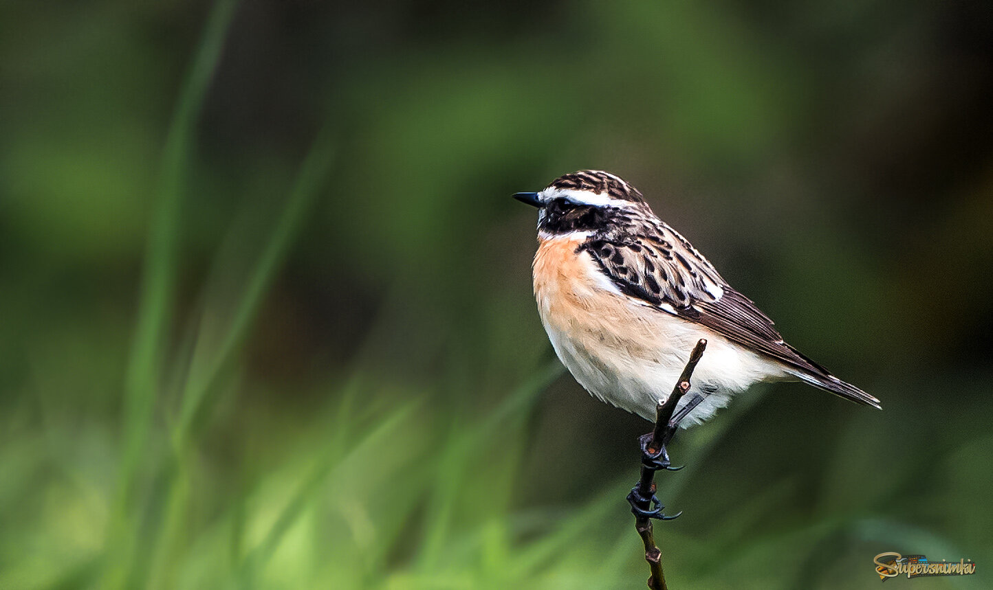 Луговой чекан.