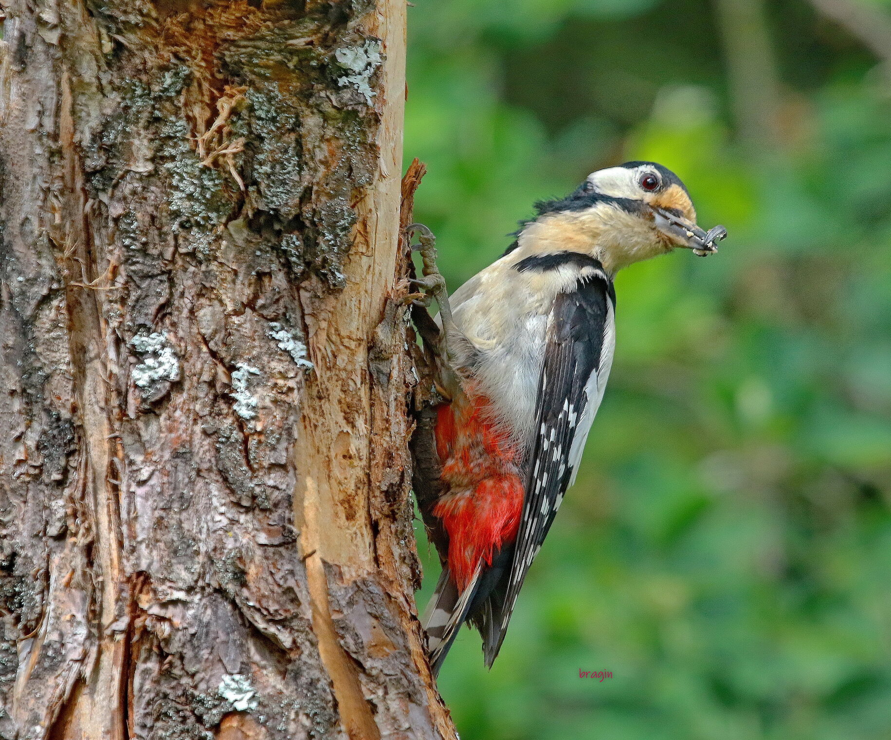 большой пёстрый дятел