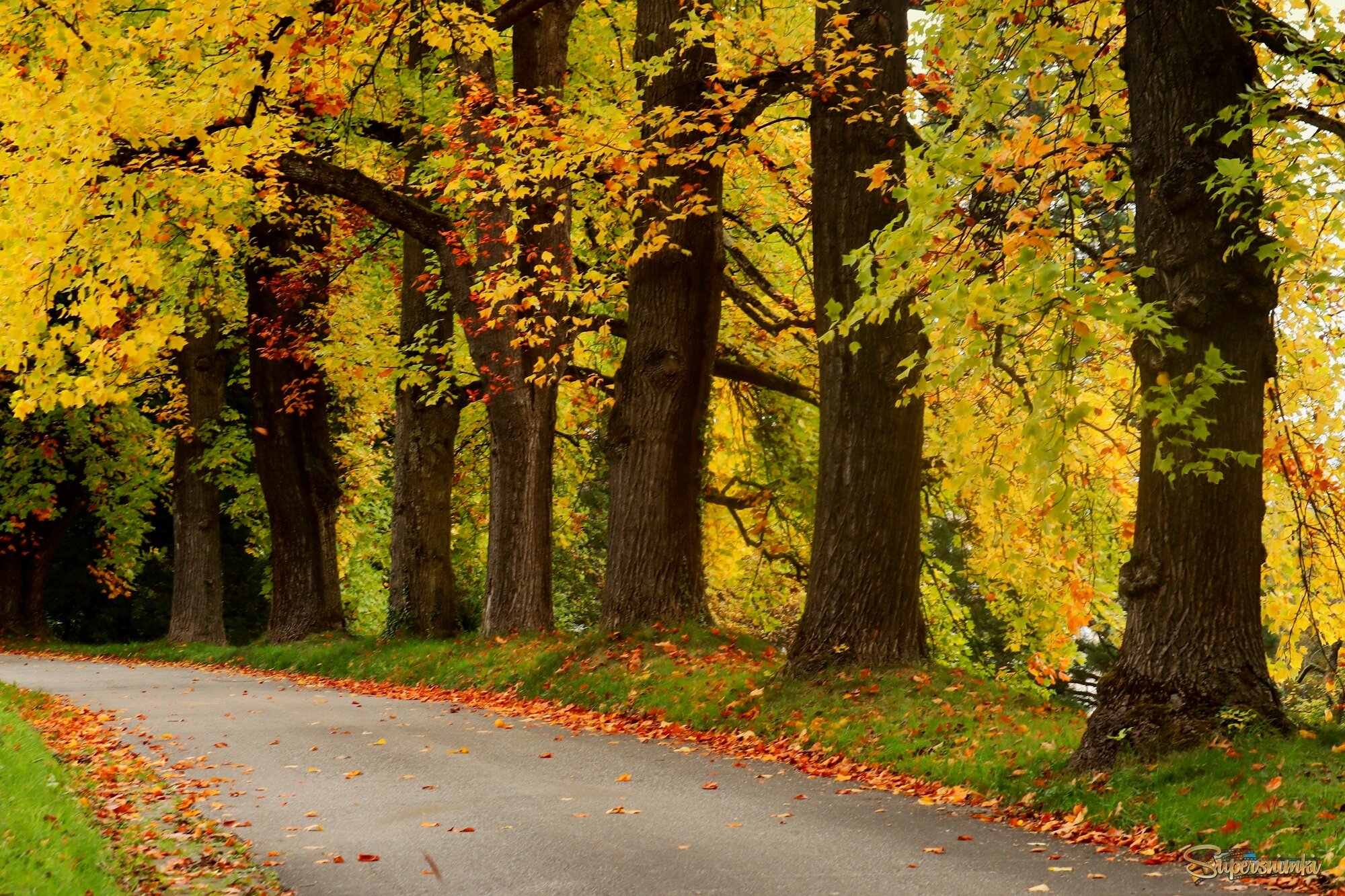 Осенняя дорожка