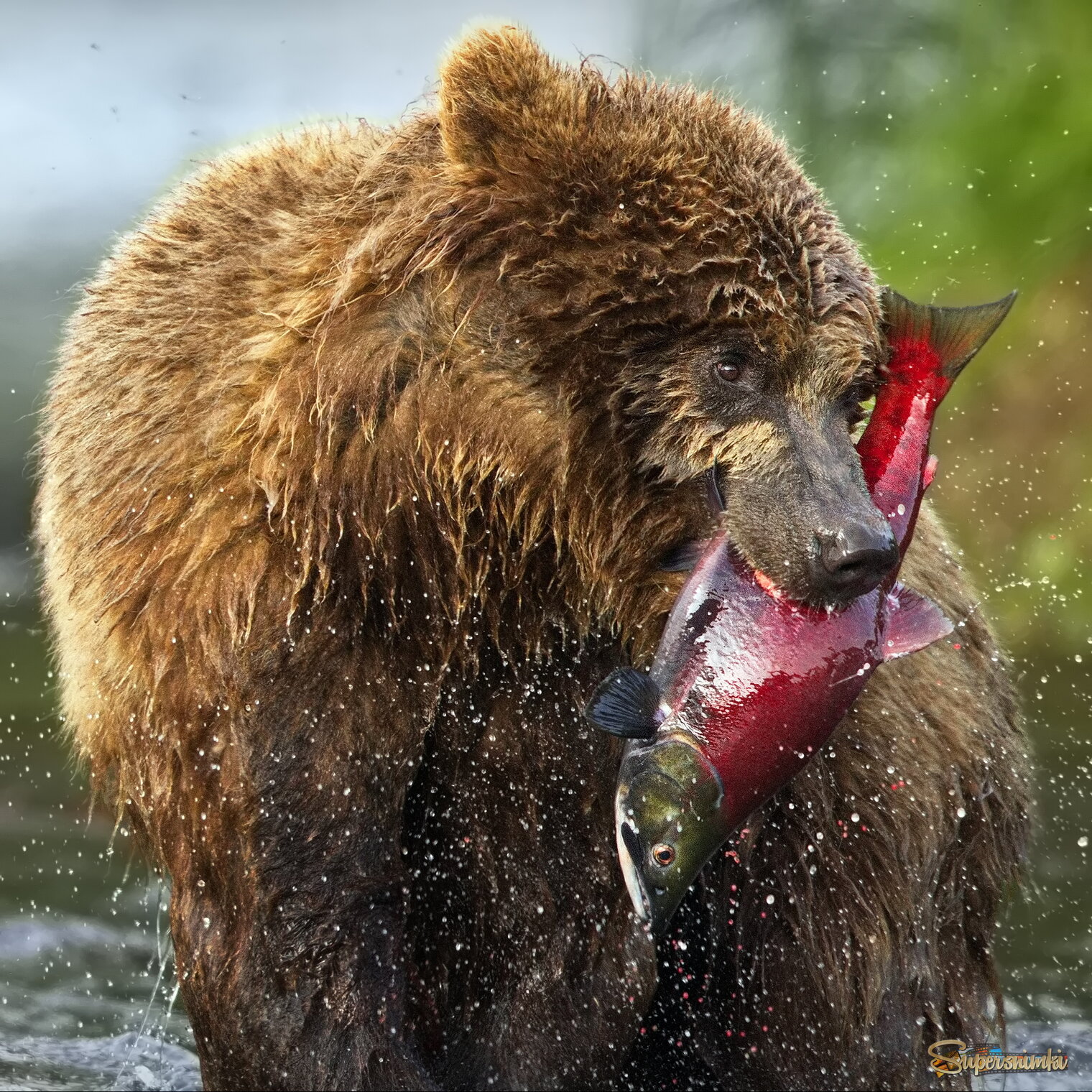 Рыбный полдень