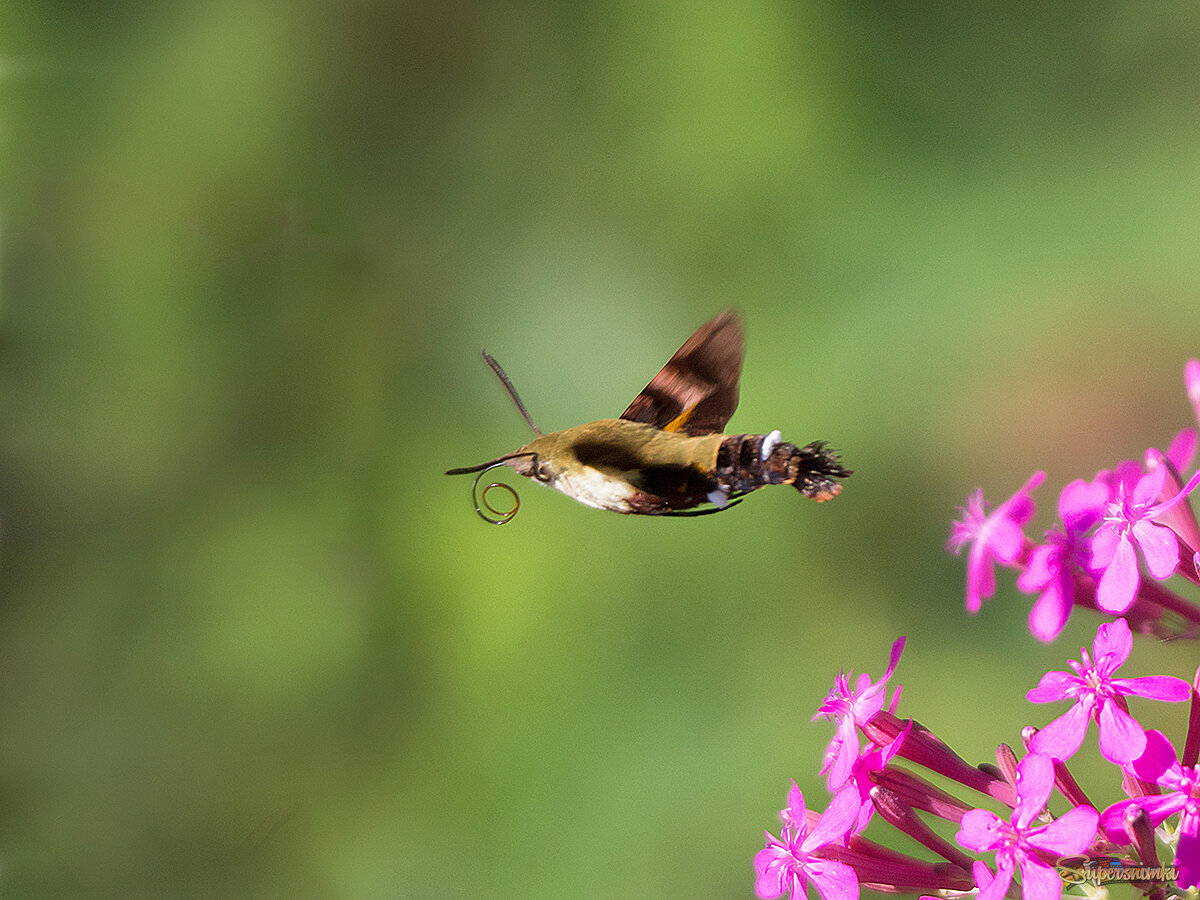 Здесь нектар закончился... )