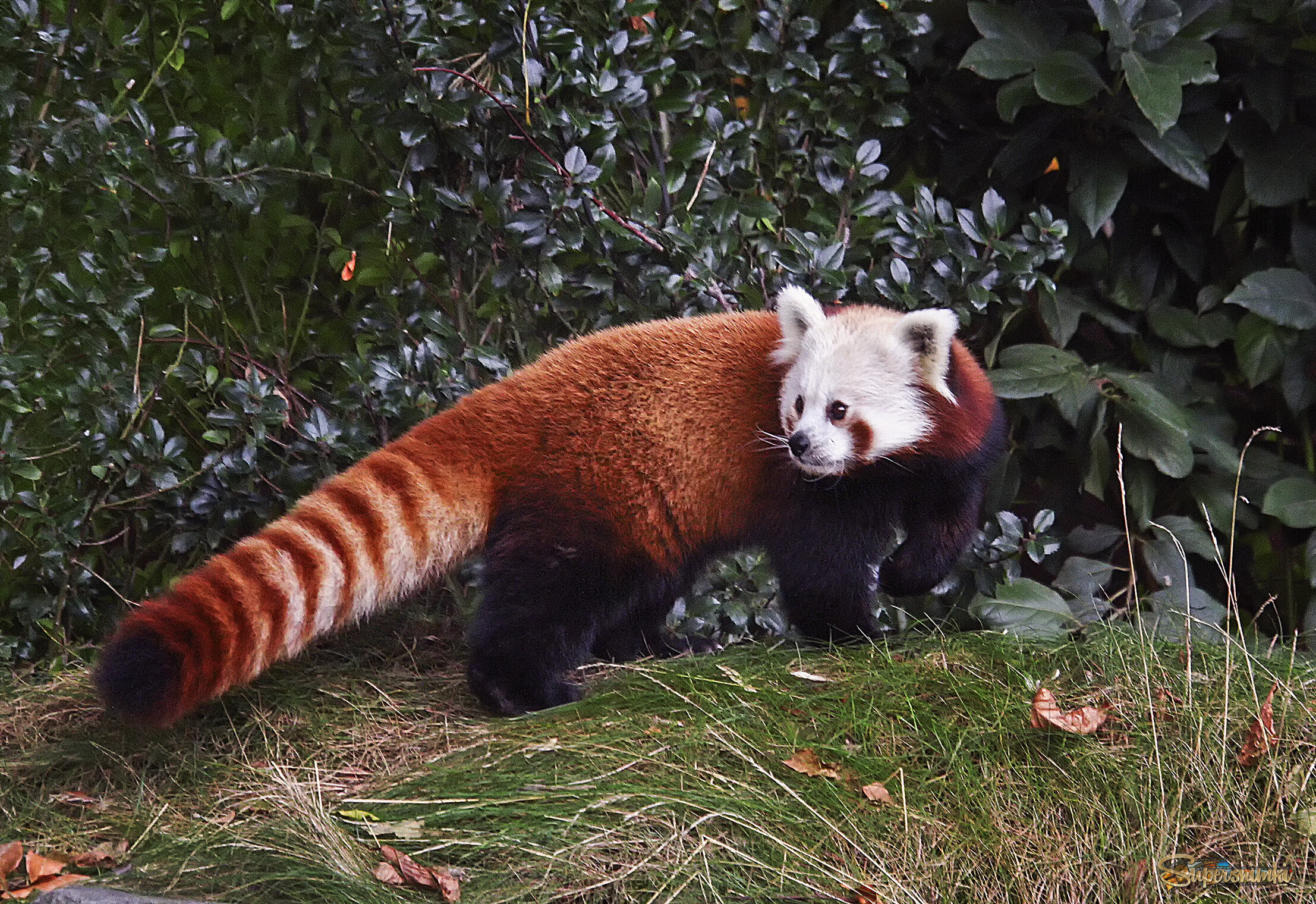 Красная панда
