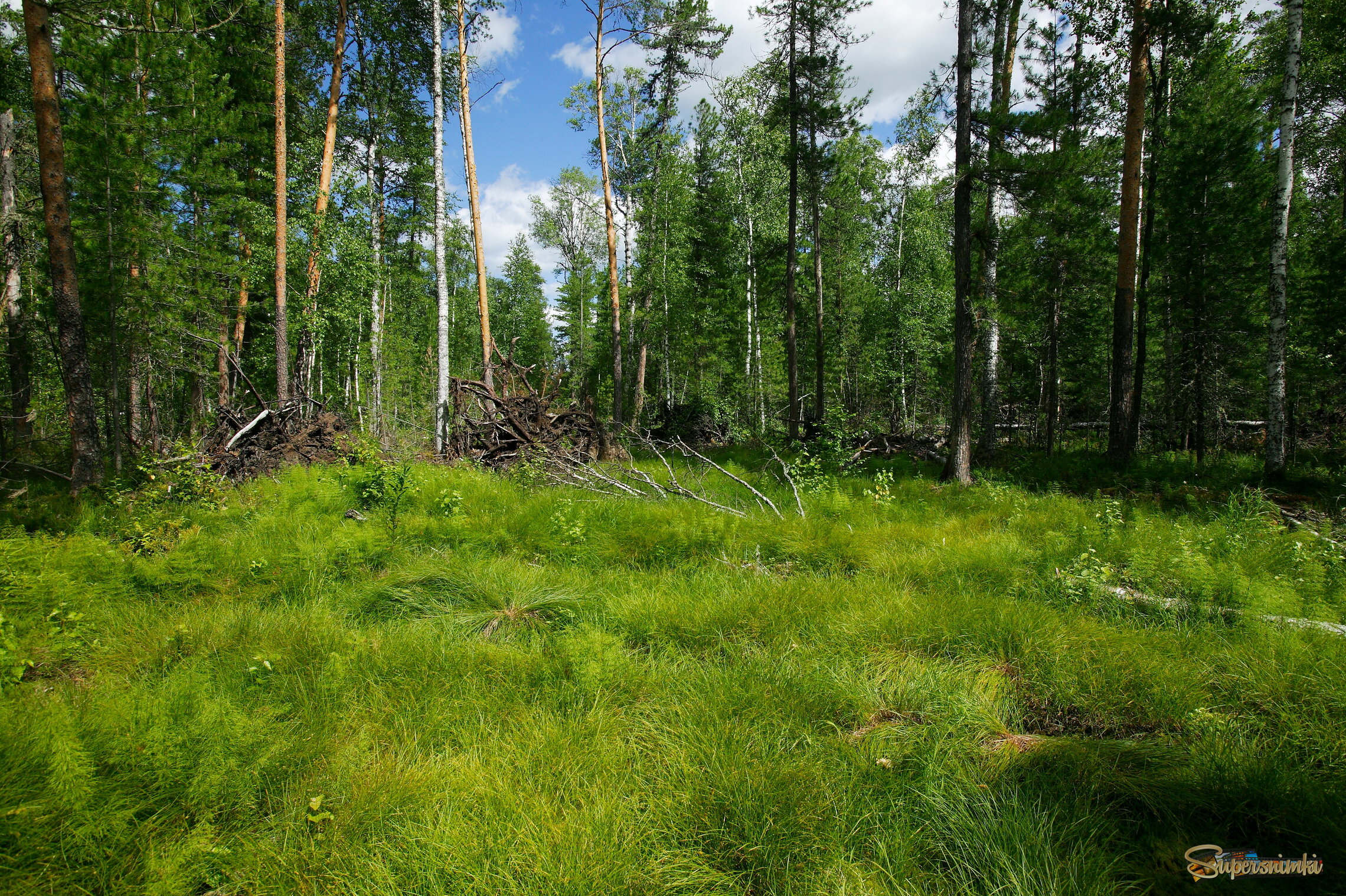 Большое Васюганское болото***