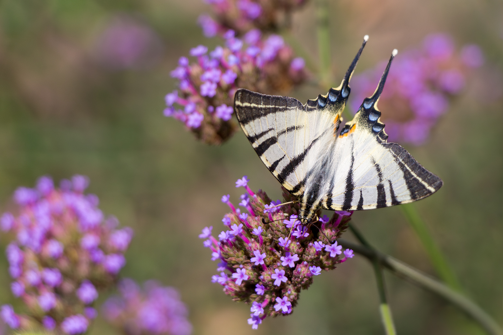 Парусник в розовом