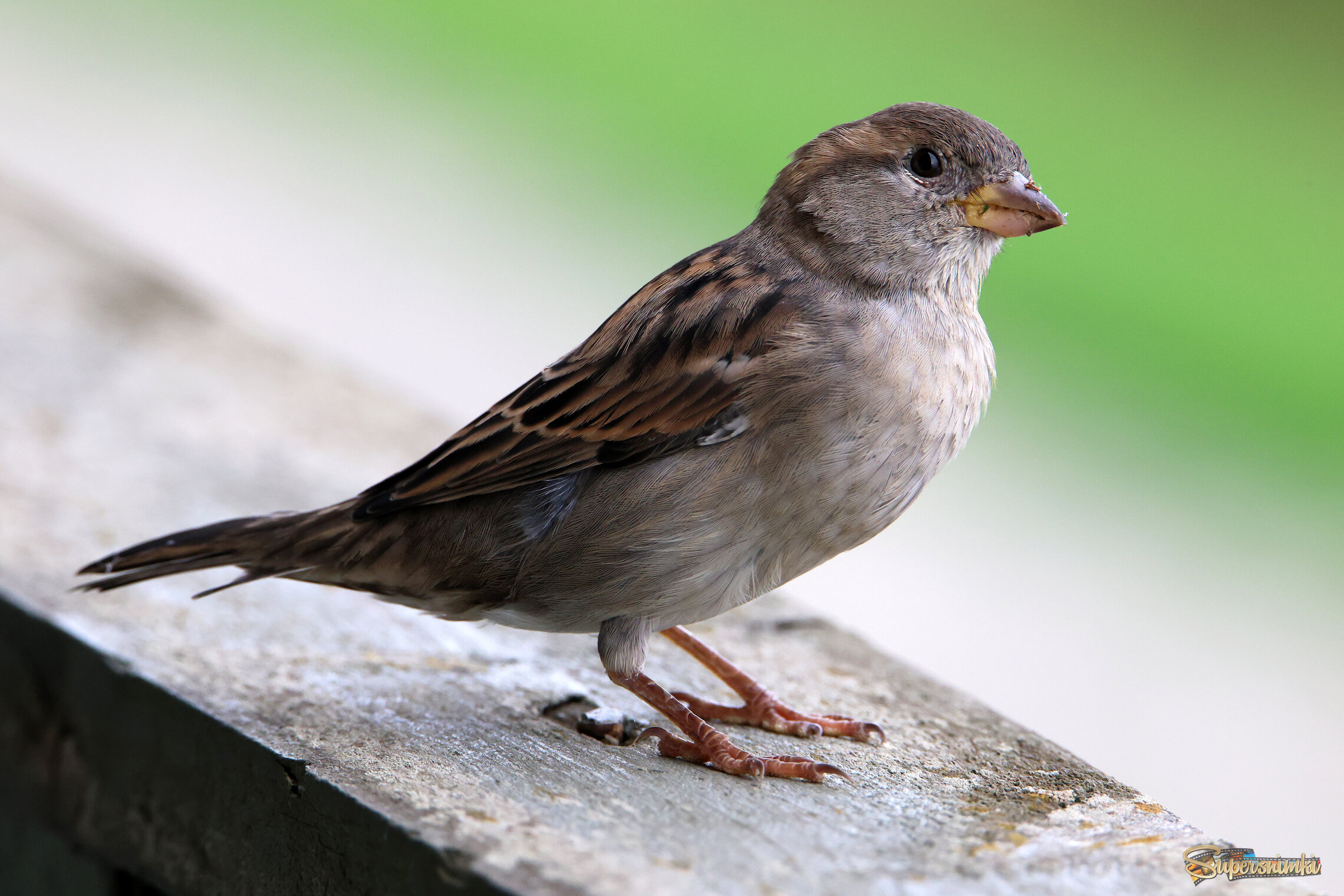 Любопытство.