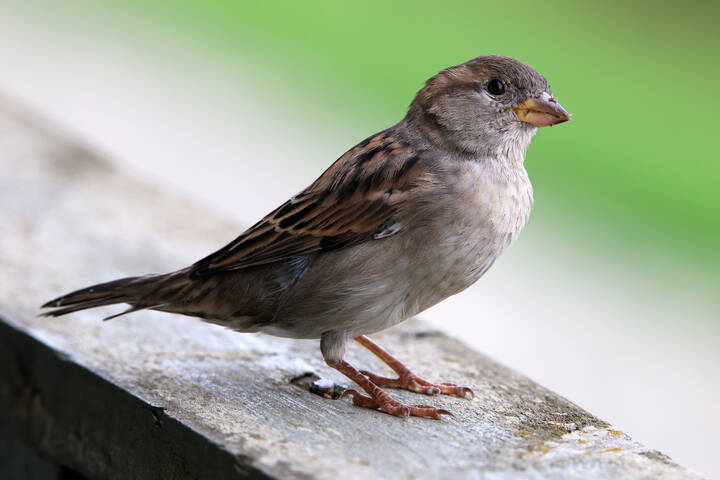 Любопытство.