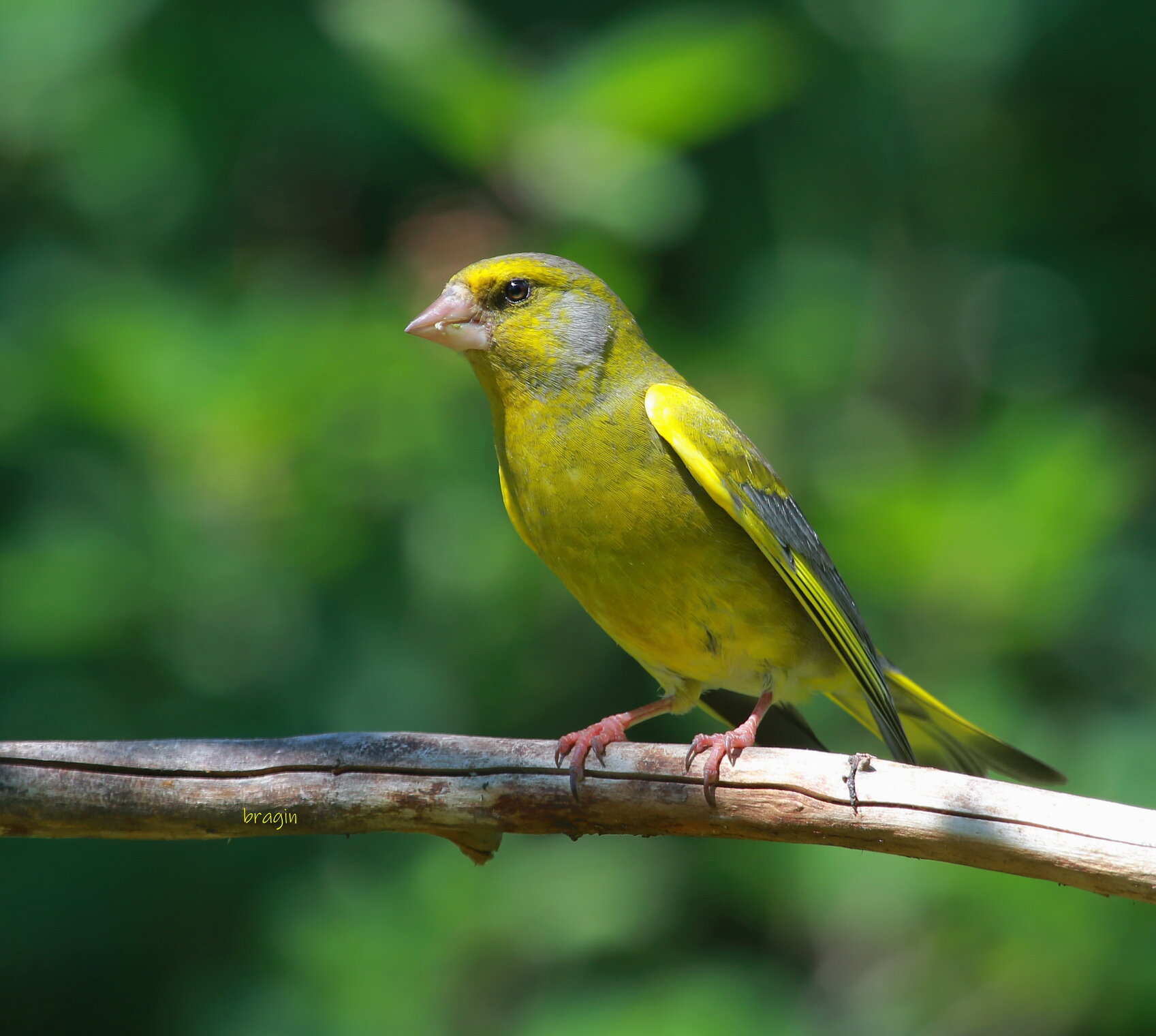 лесной житель...