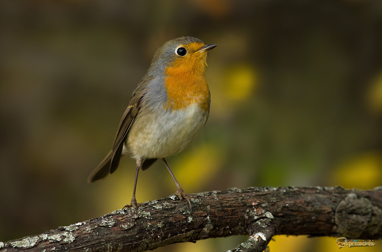 В  кустах осенью...