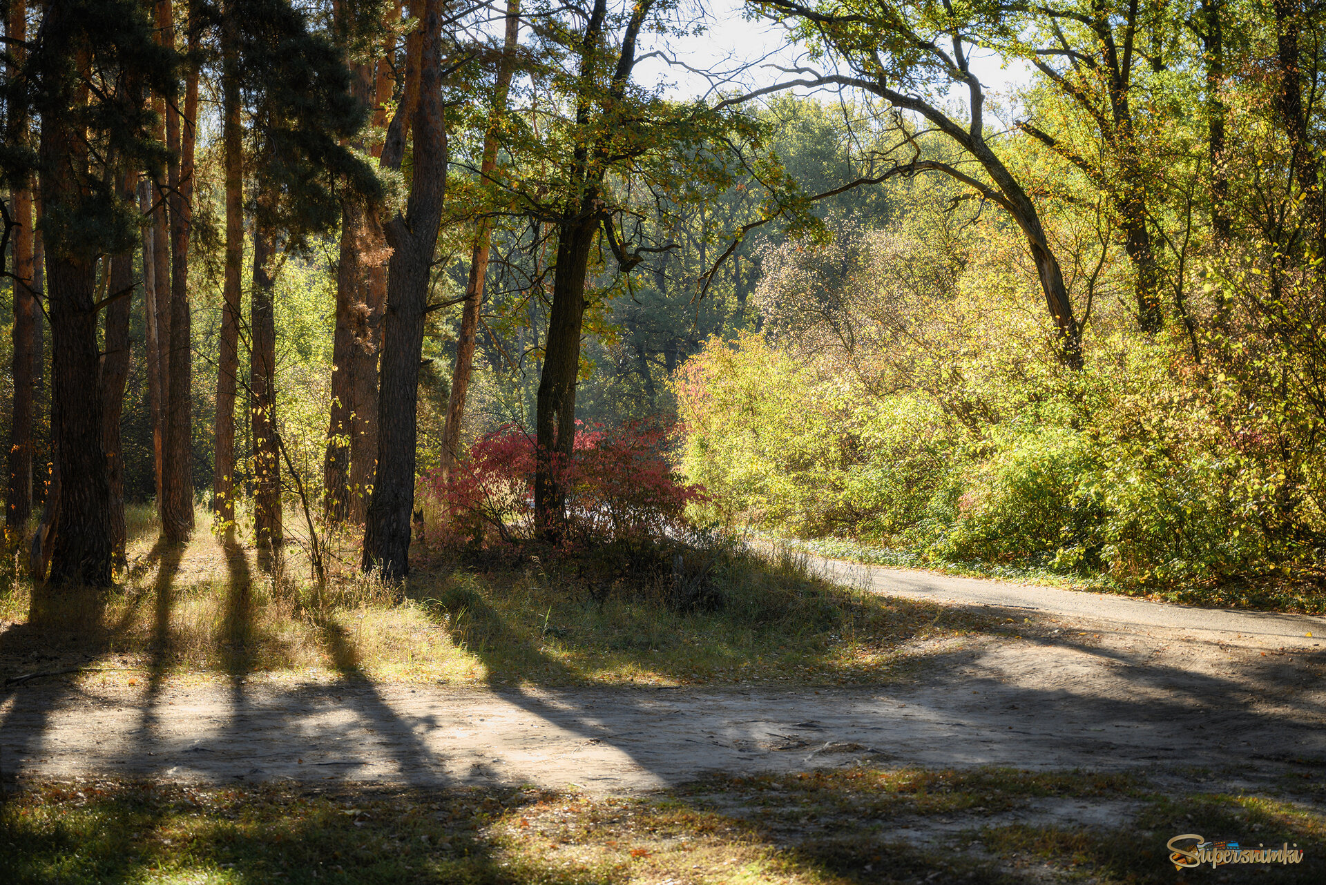 Золотое сияние леса