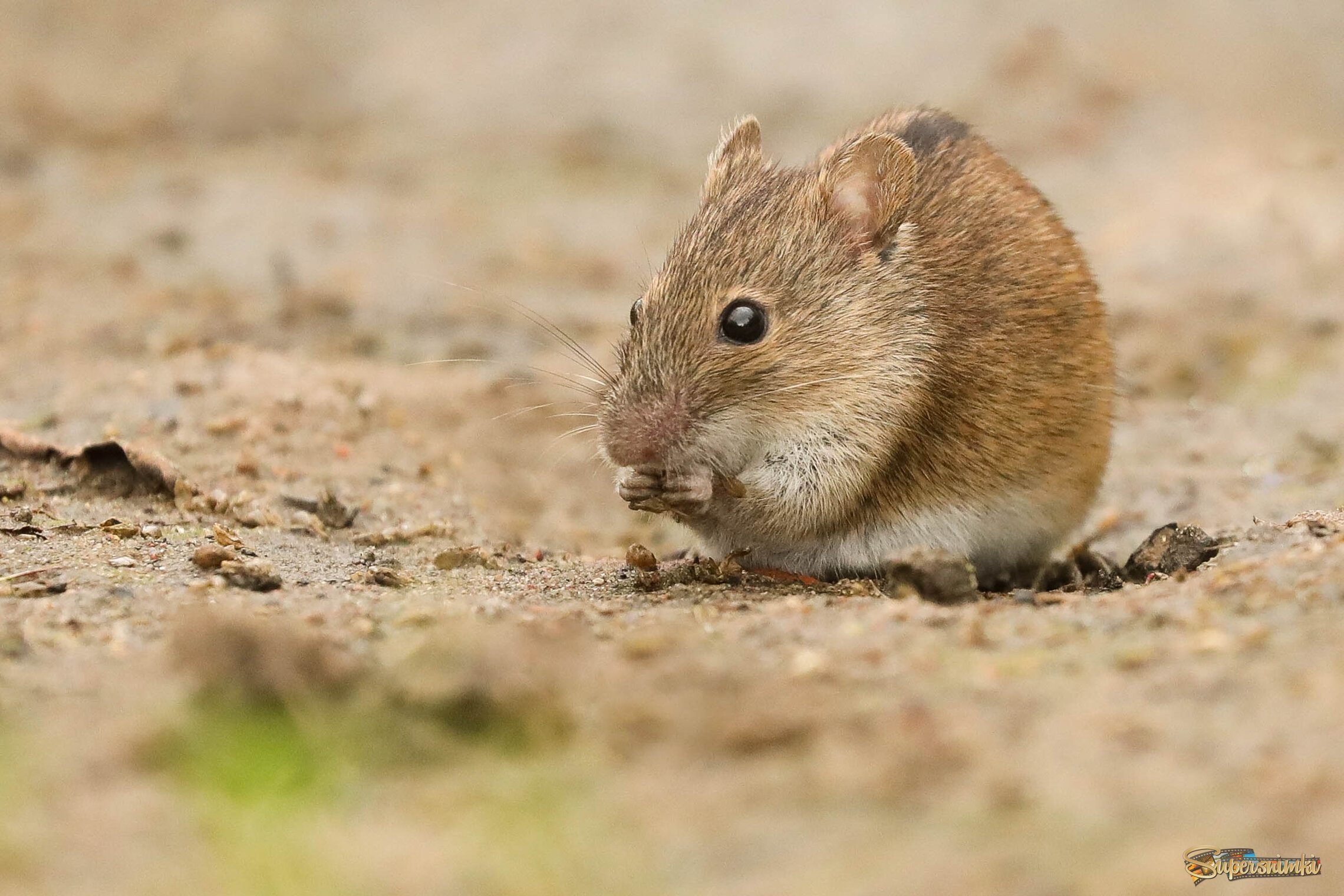 Братья наши меньшие