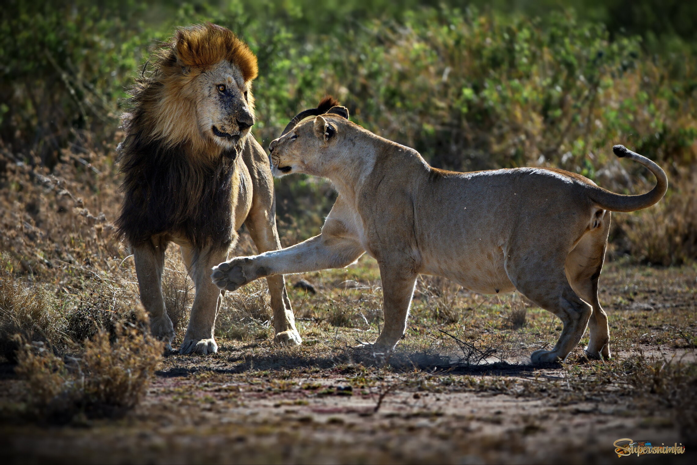 Давай знакомиться!