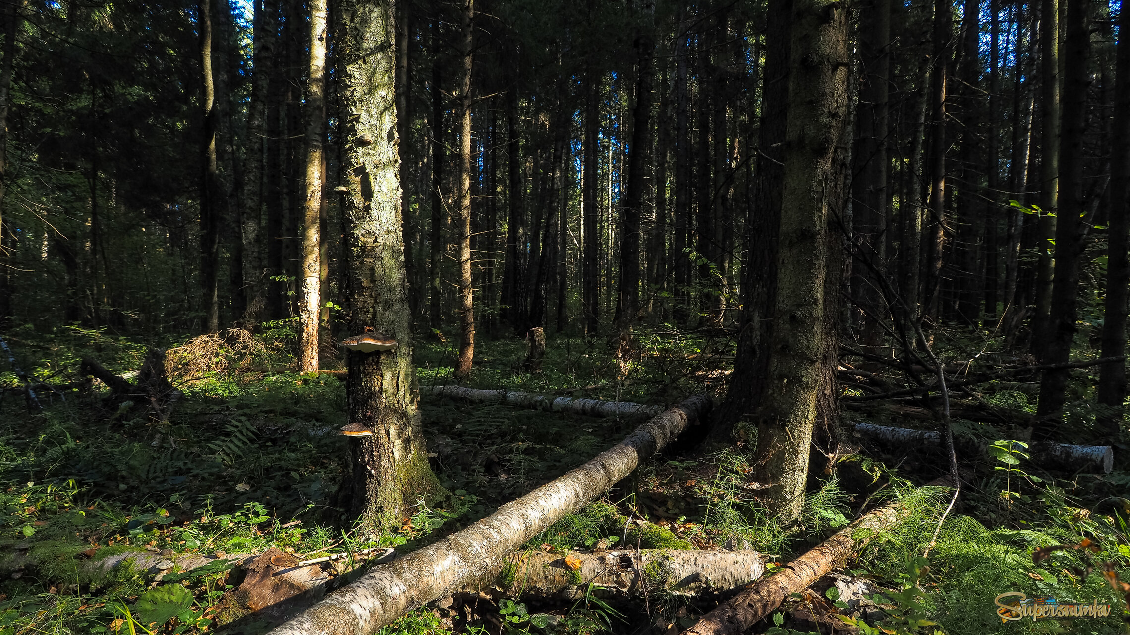 По Лесным Дорожкам