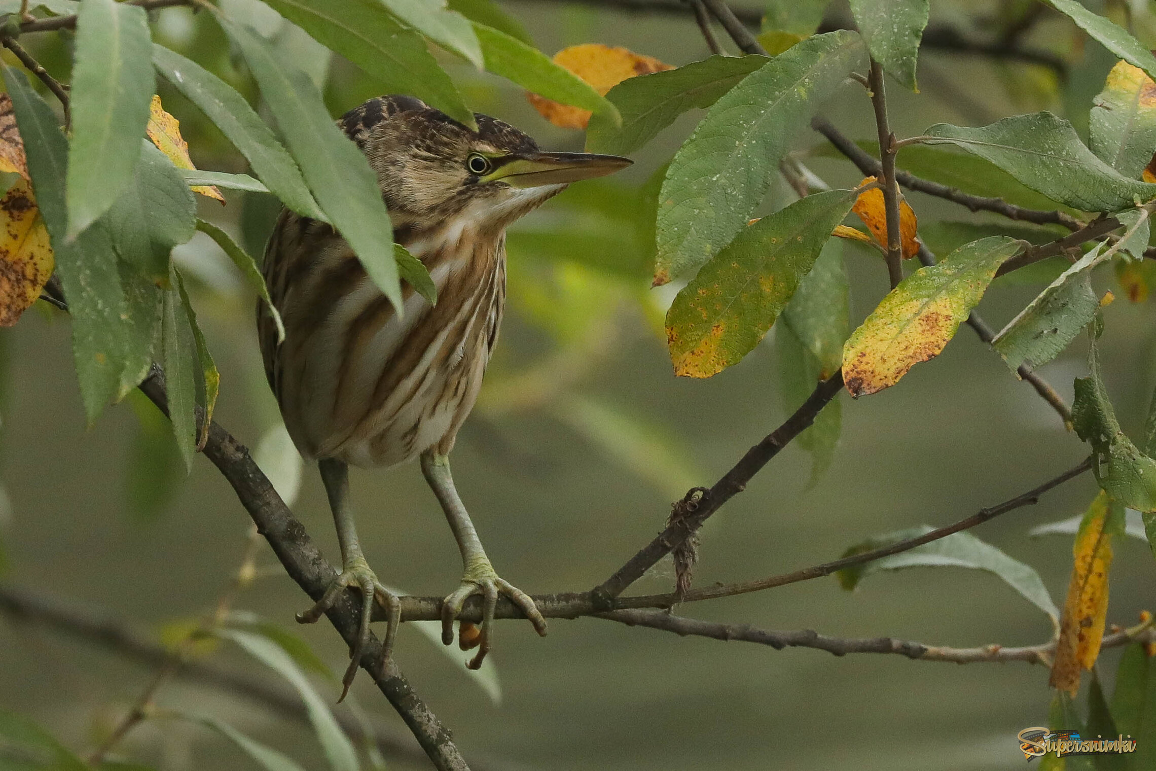 Задумалась под дождем