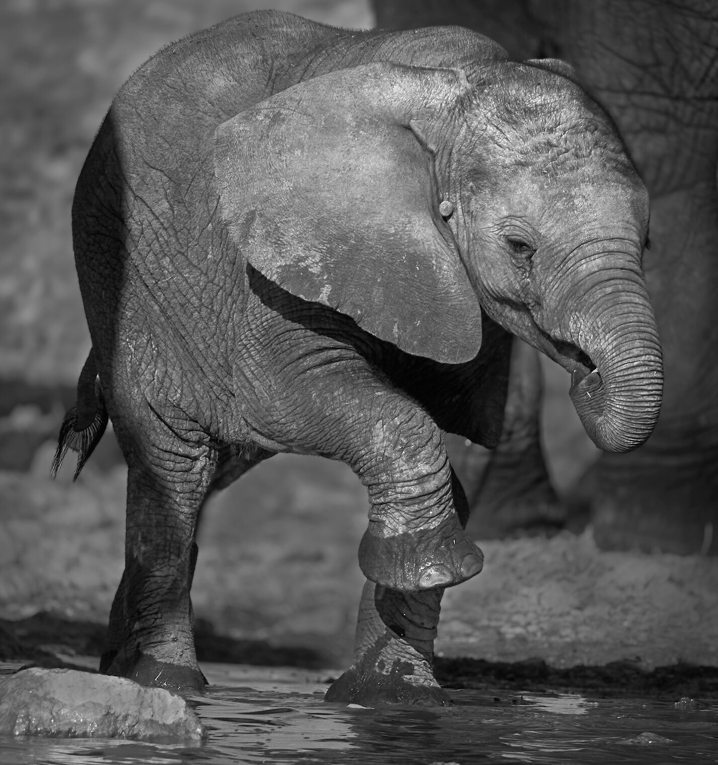 Намибийские истории...