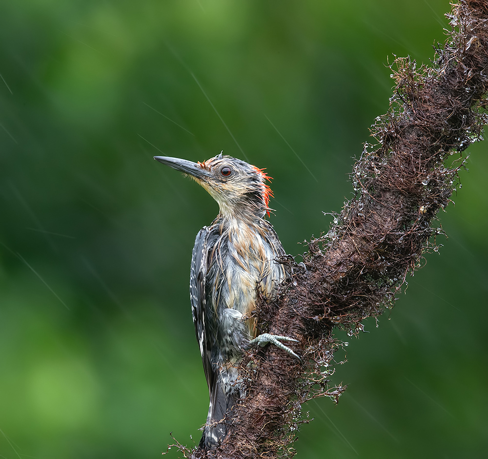 Red-bellied Woodpecker -Каролинский меланерпес