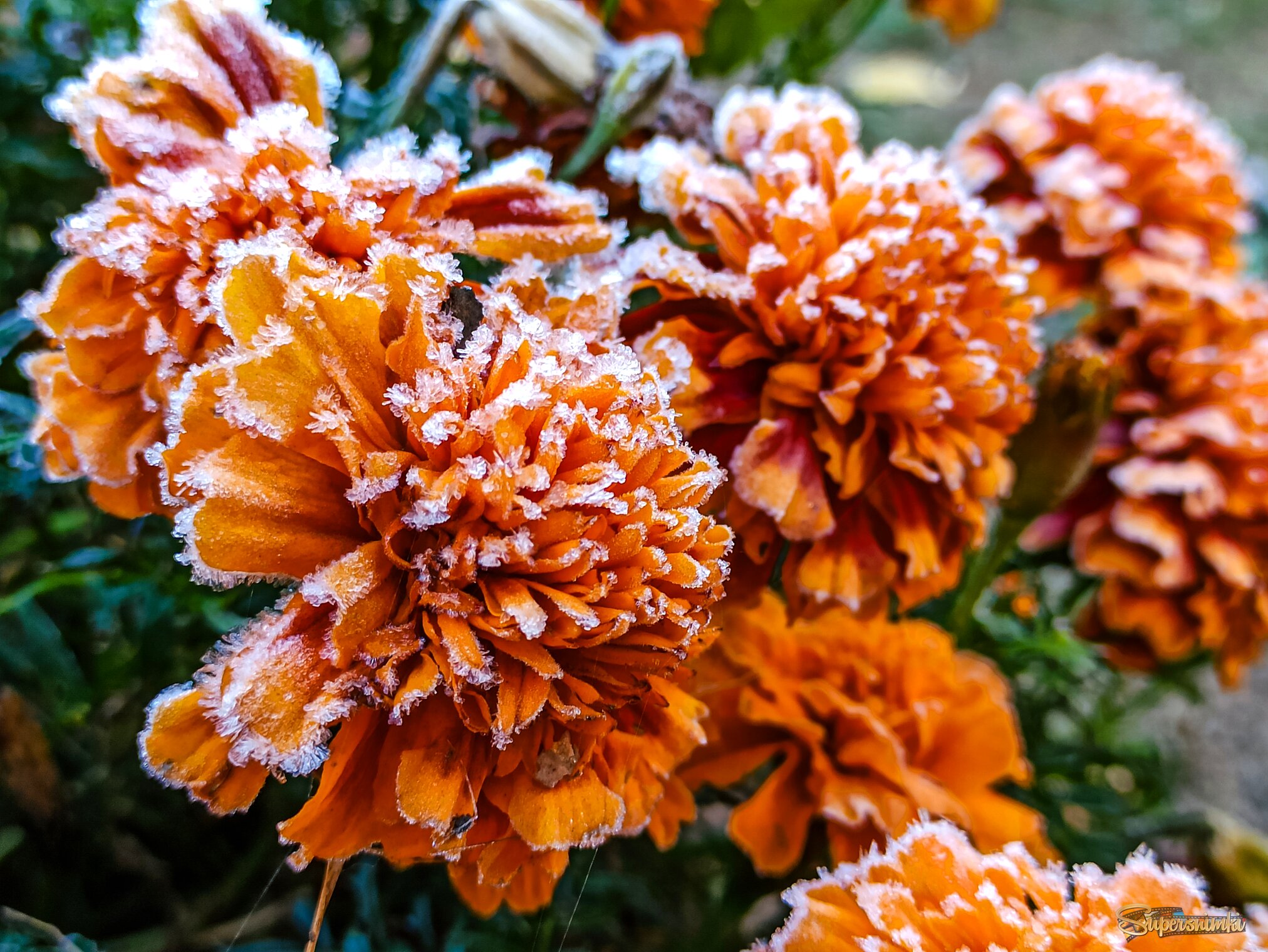 Бархатцы в кляре 