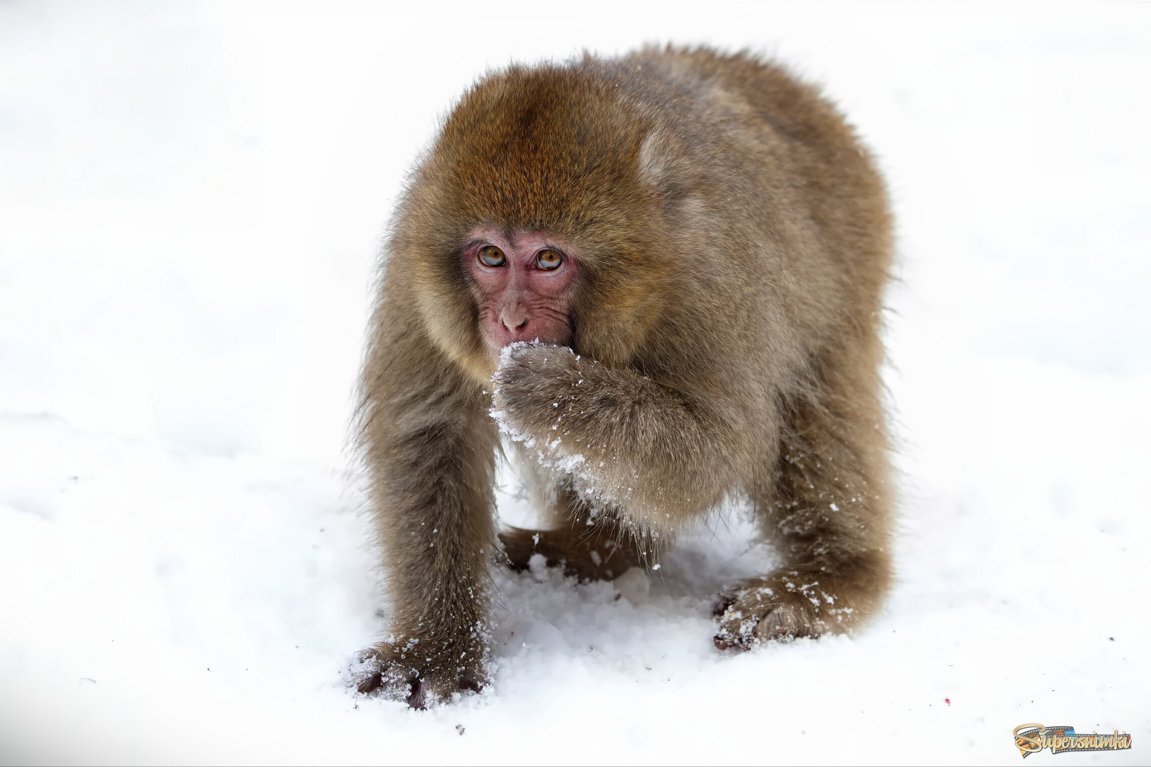 Разговор по сотовому