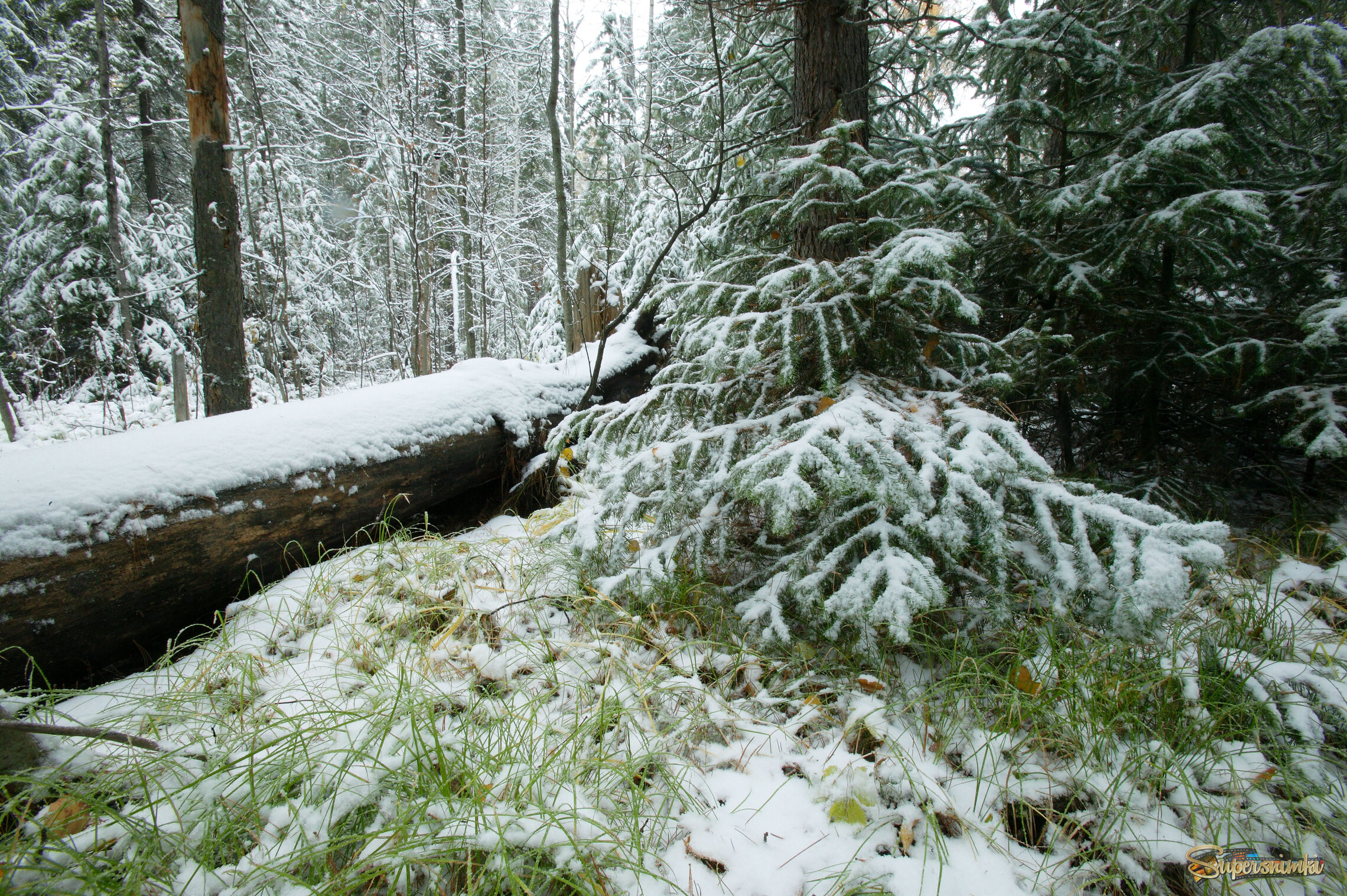 Большое Васюганское болото***