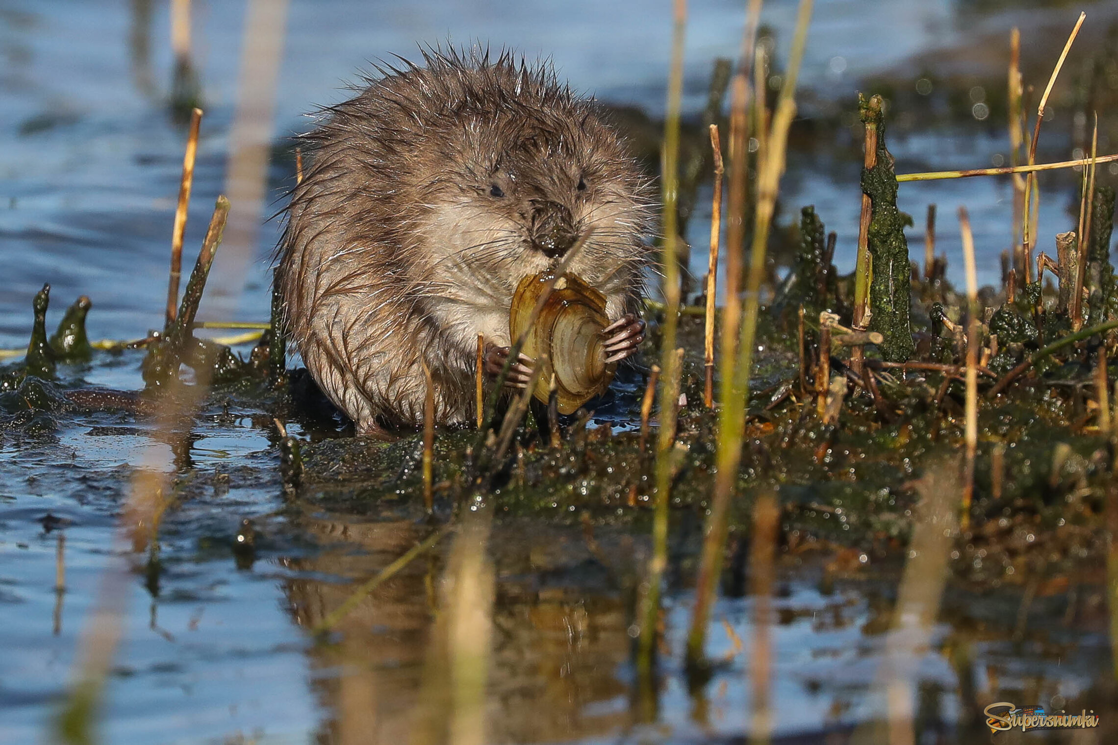Пожирательница моллюсков