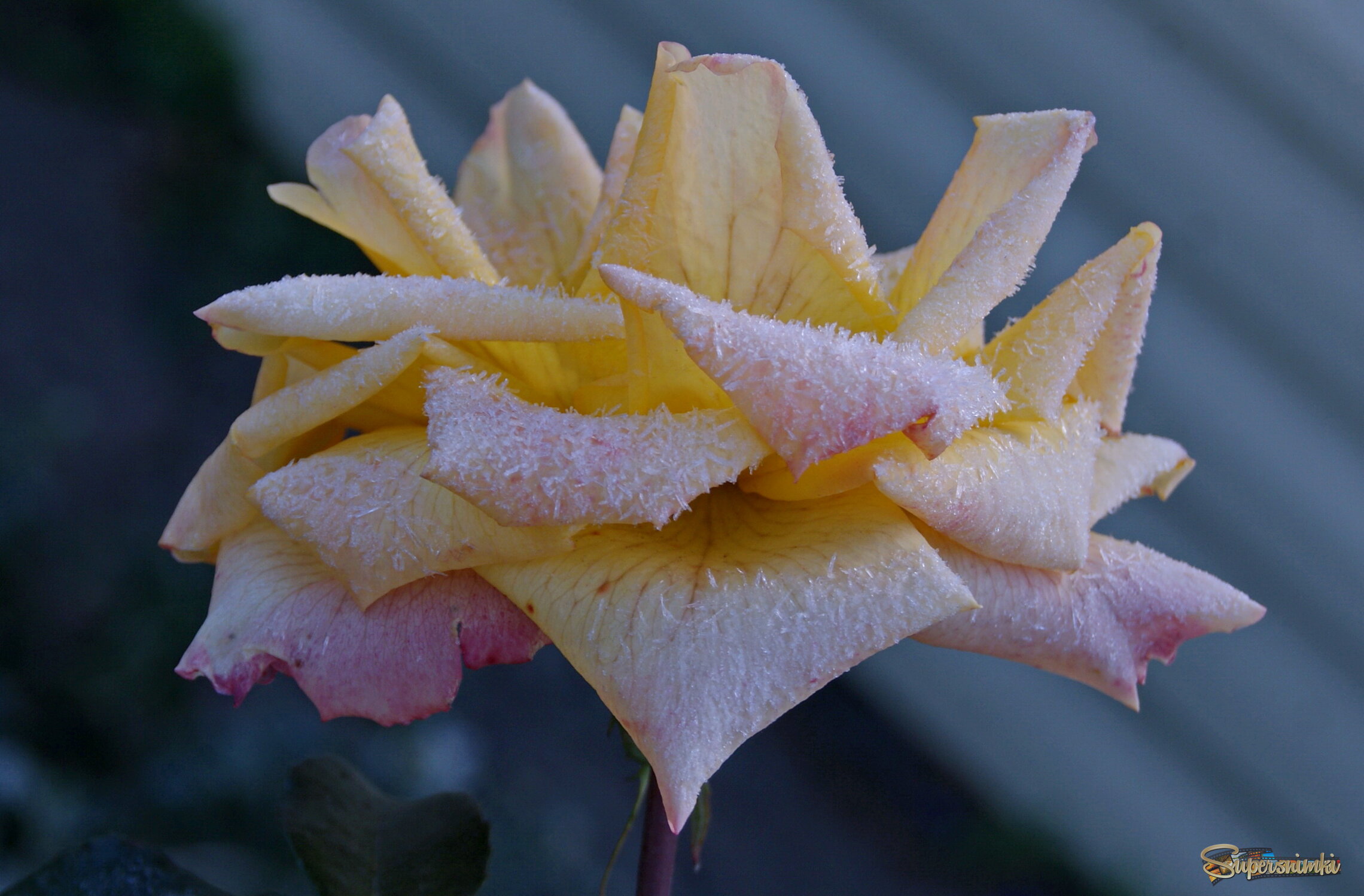 Роза в инее.