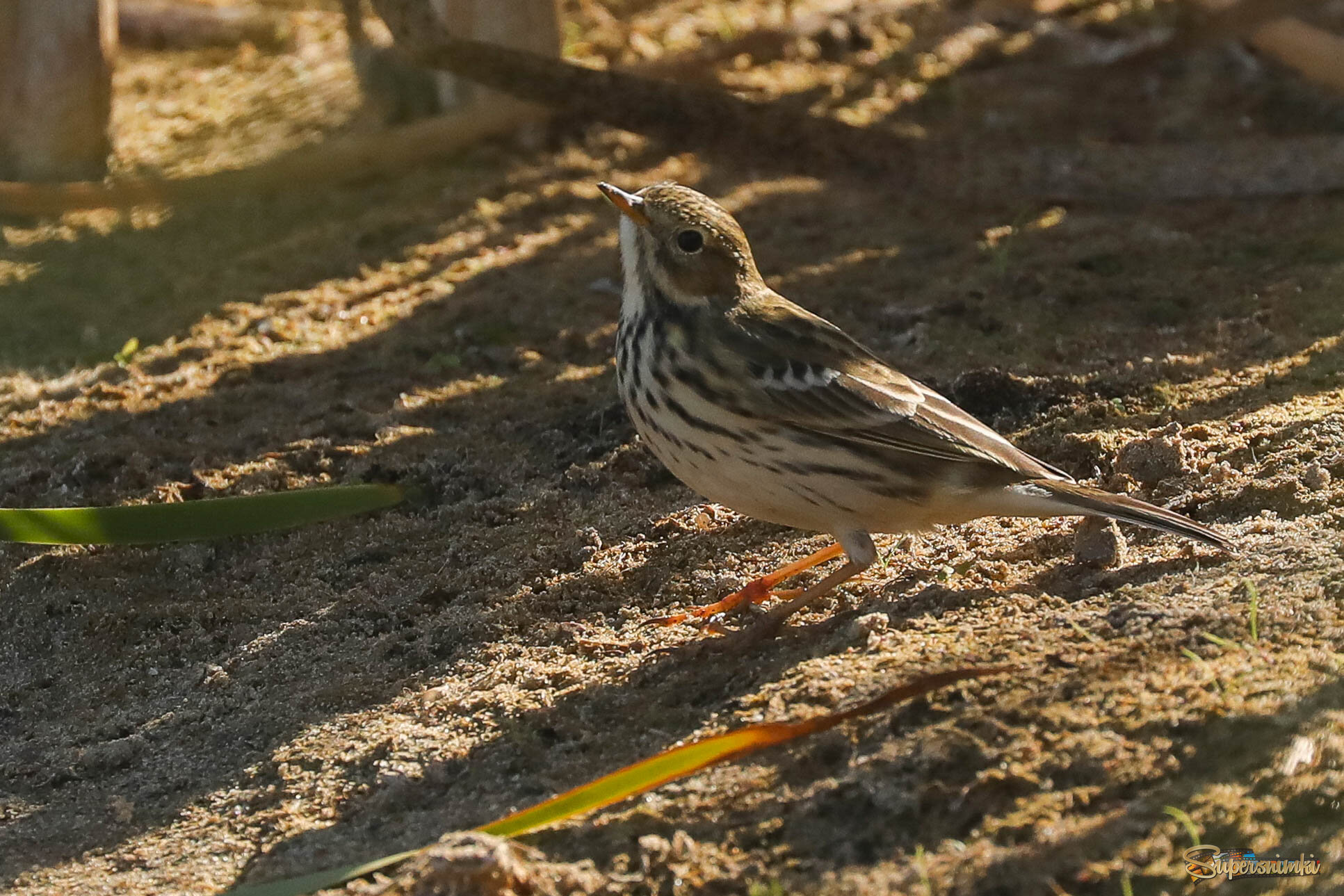 Провожая лето