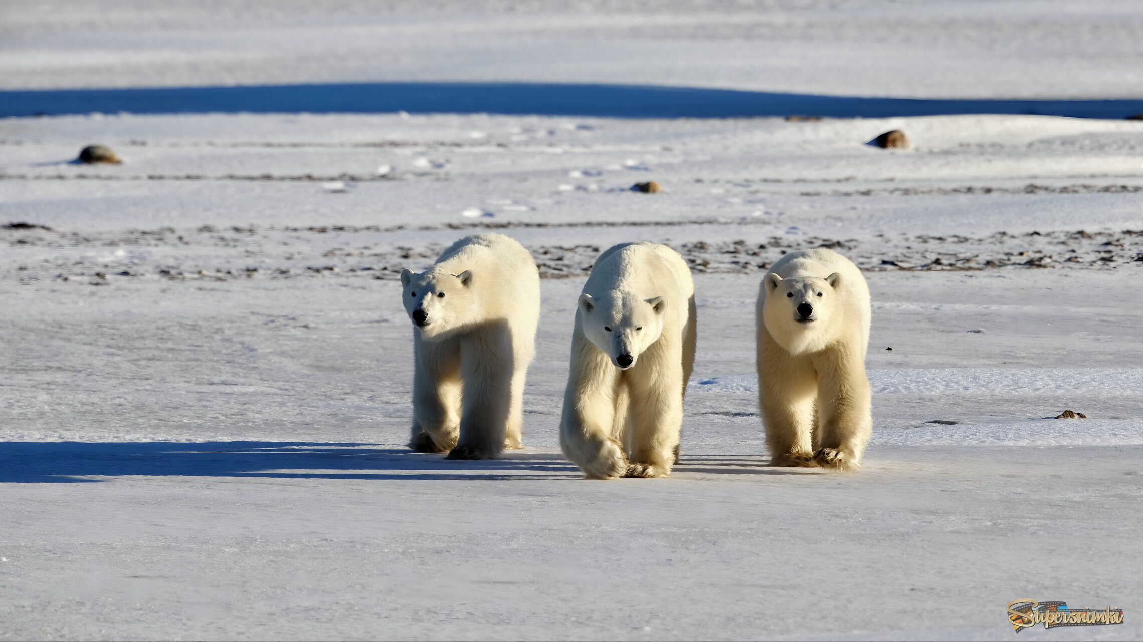 Три богатыря
