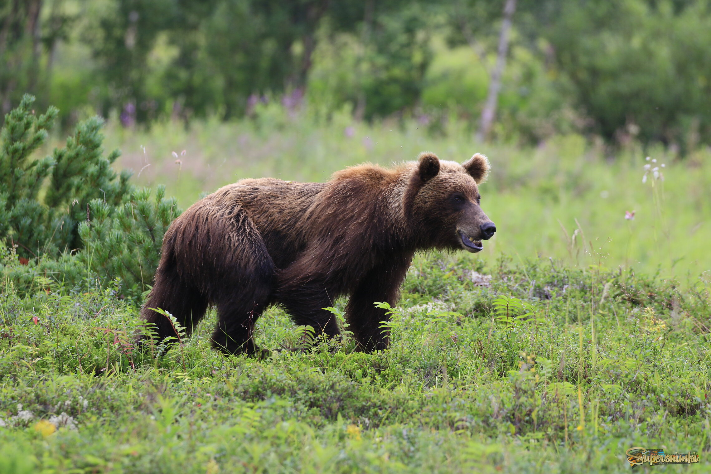 Красавчик, в самом расцвете сил)
