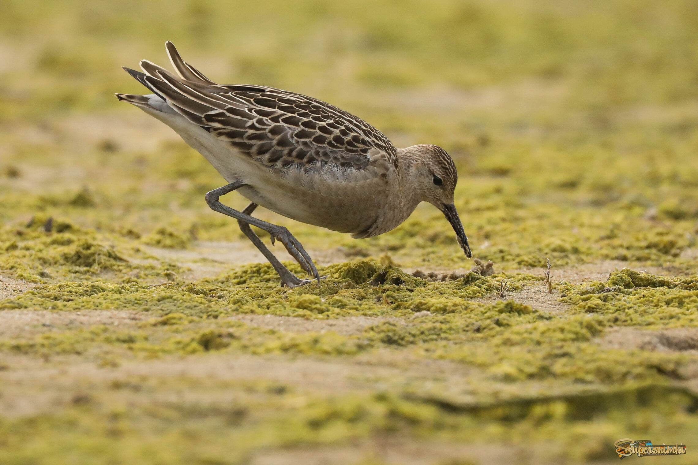 Сейчас я тебя достану! 