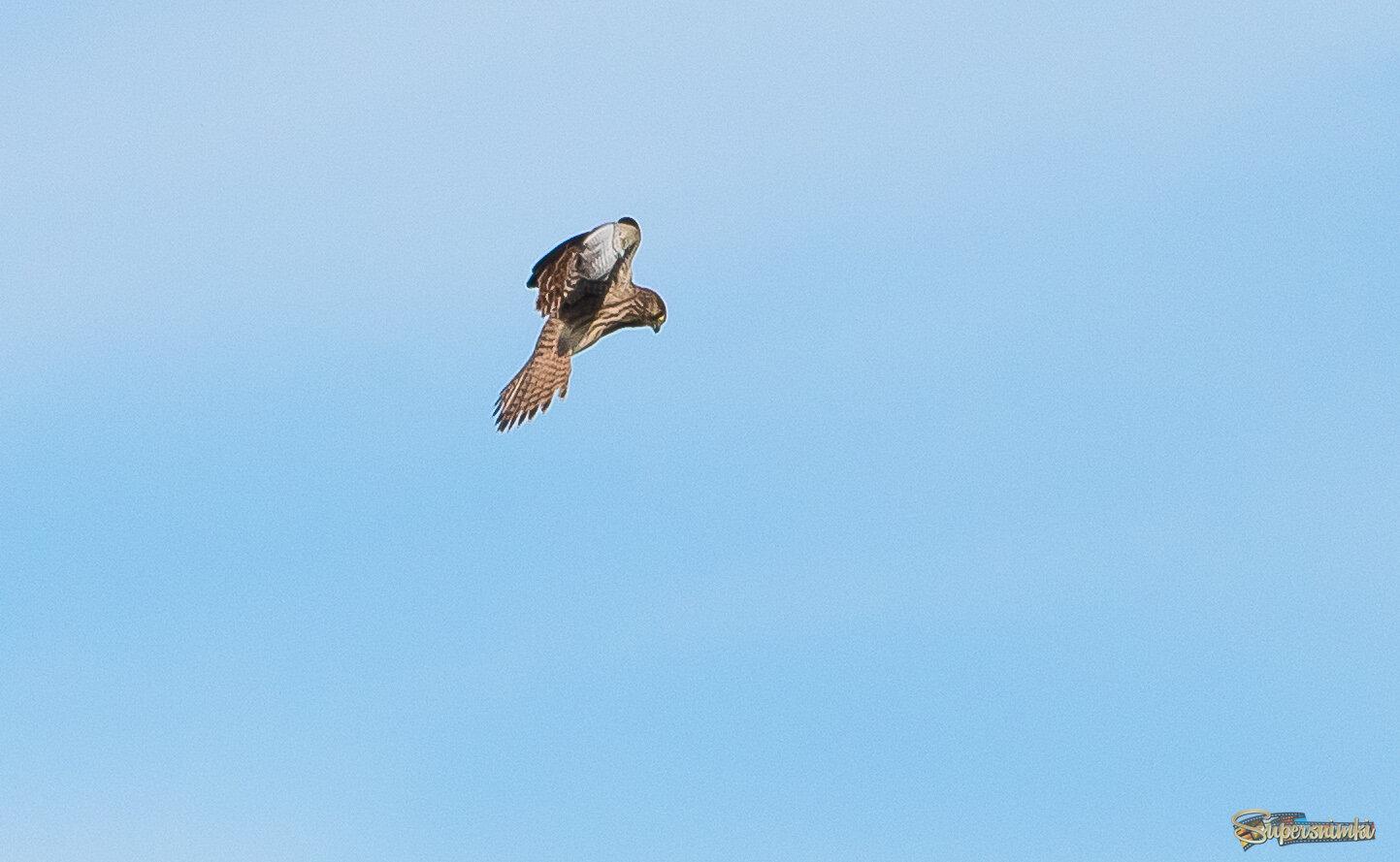 Охотится пустельга.