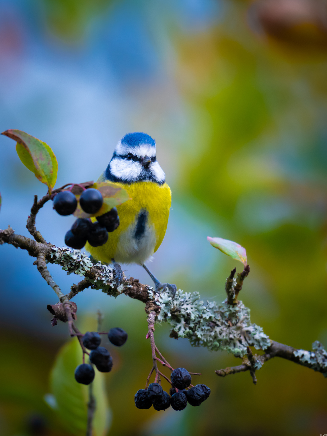 Слиться с фоном 