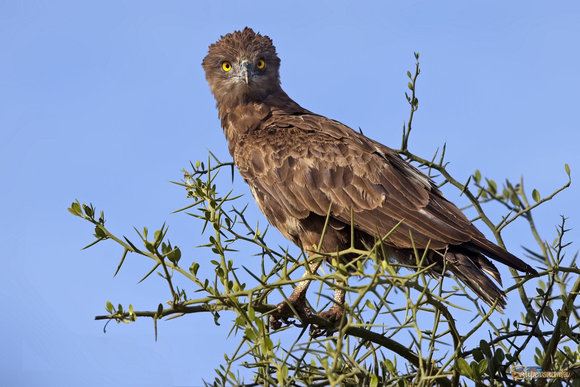 В поисках змеи