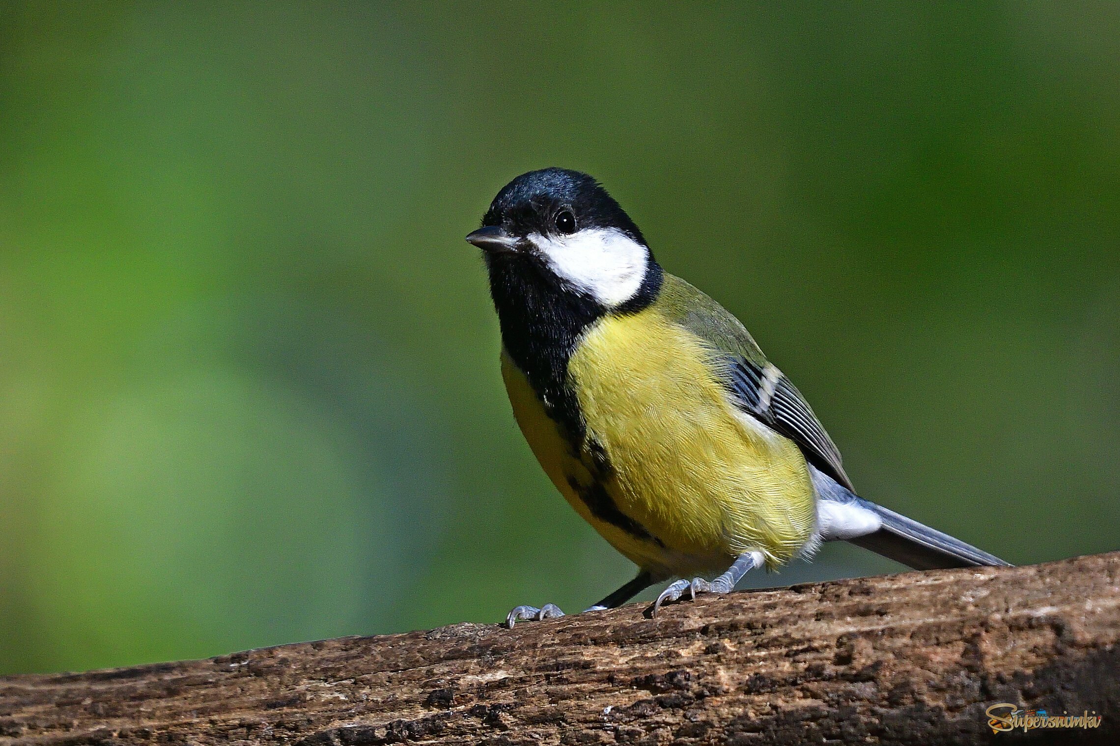 68e296ecbd7b4ffc89594934