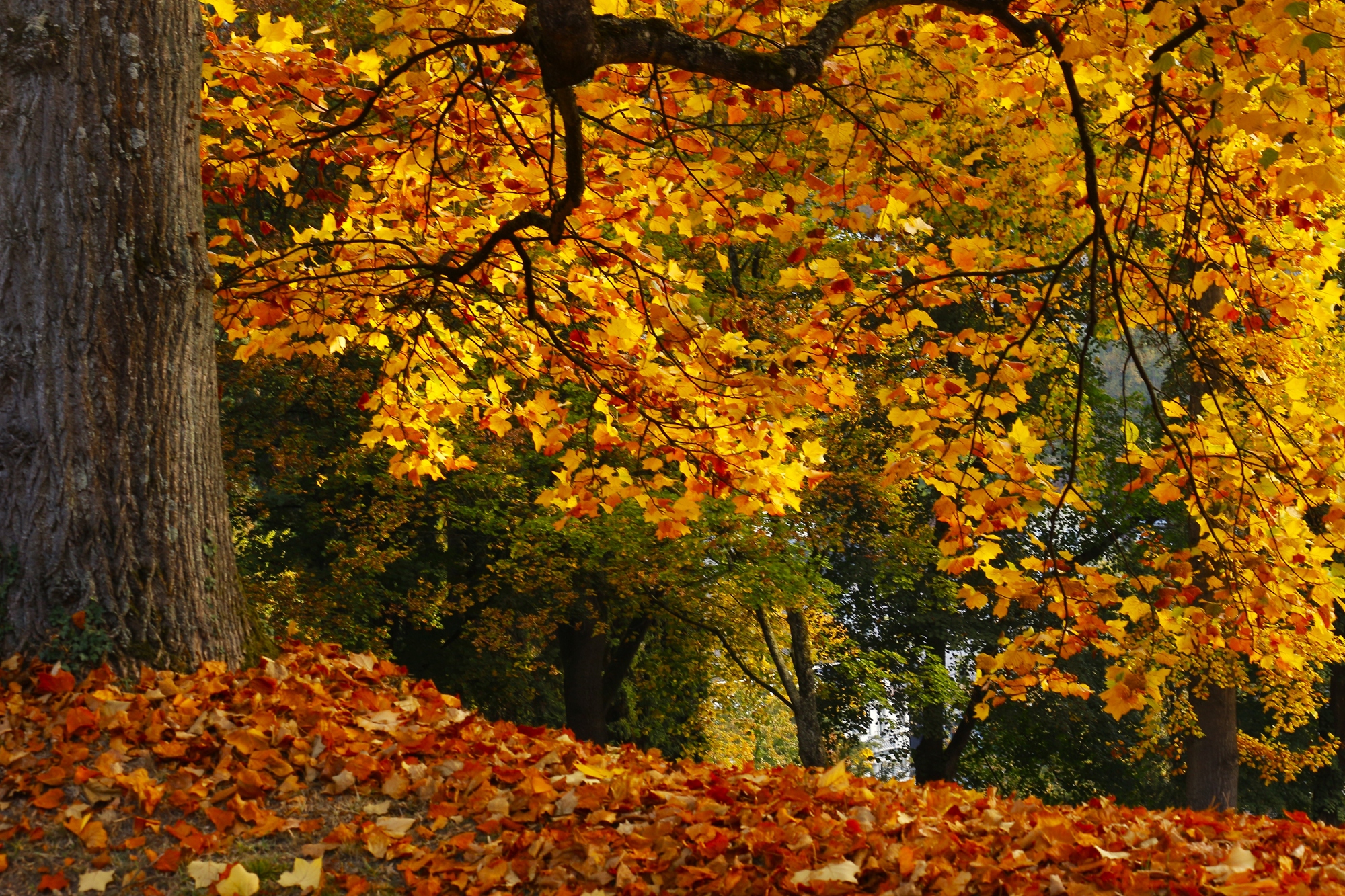 Золото осени