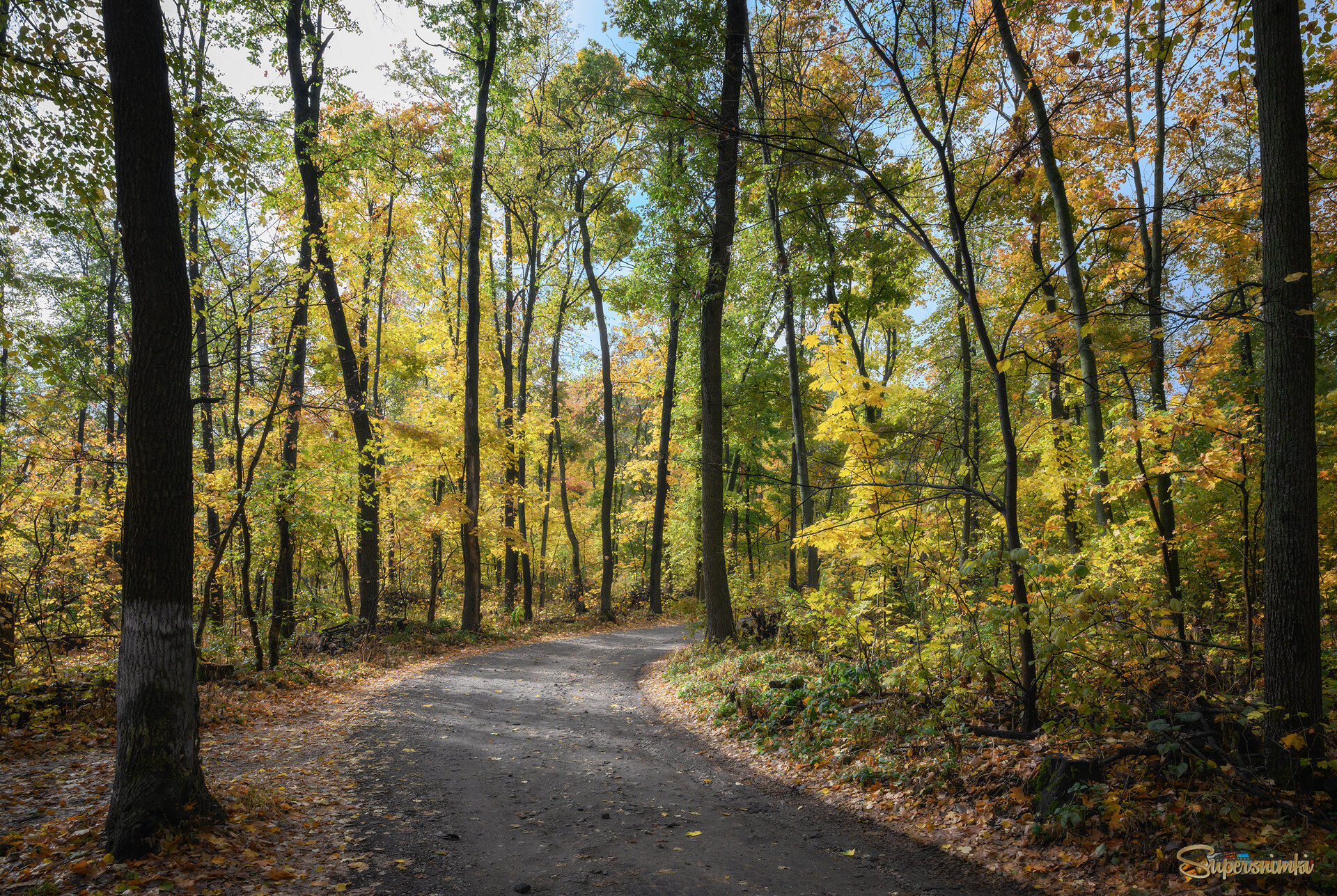 Сквозь, в золото одетые, леса