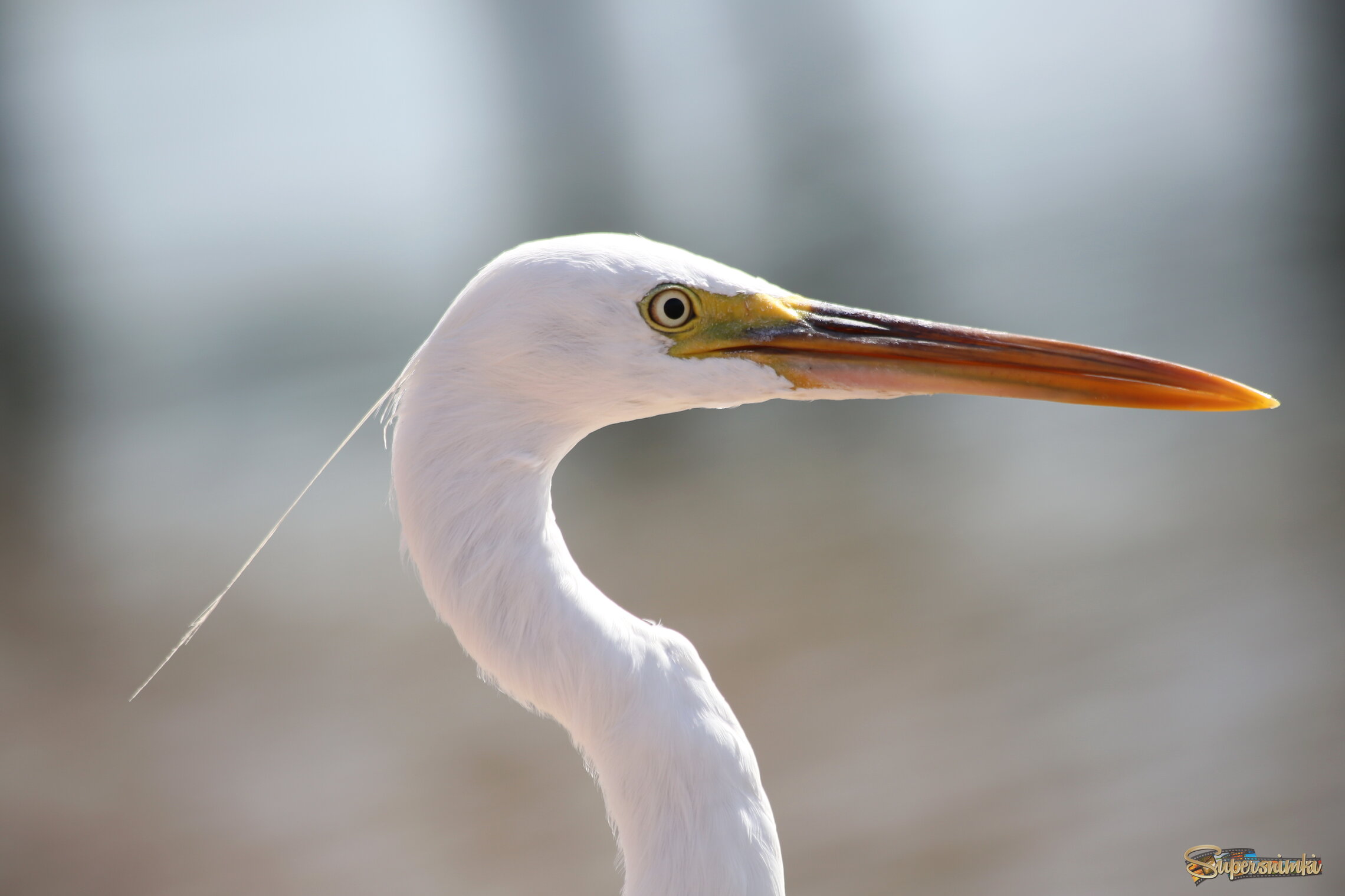 Всевидящее око 