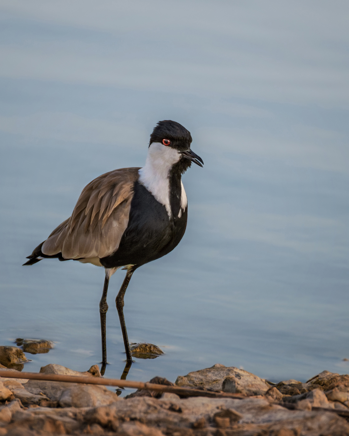 Шпорцевый чибис