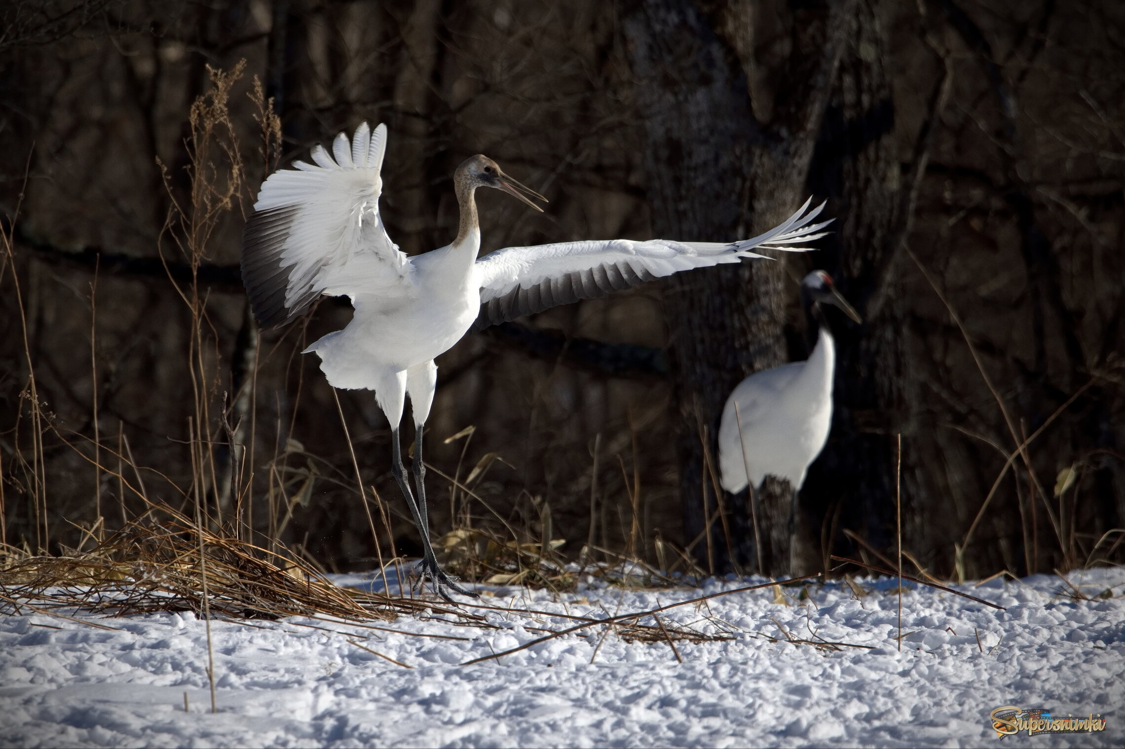 Приглашение на танец