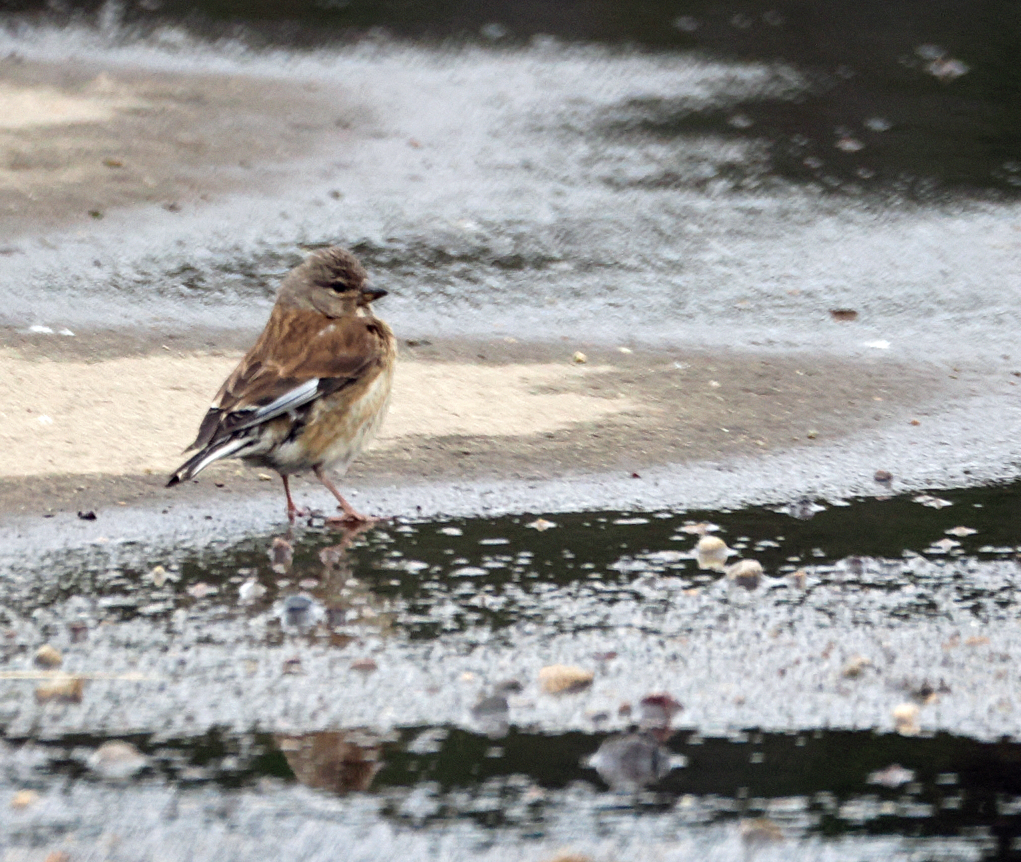 Молодая коноплянка.