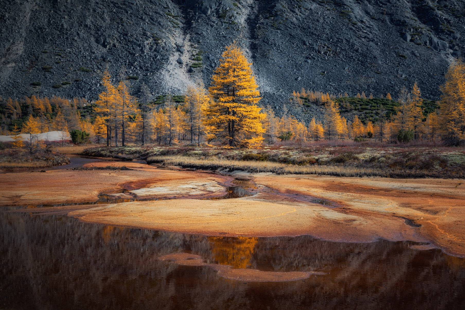 Золото колымских лиственниц