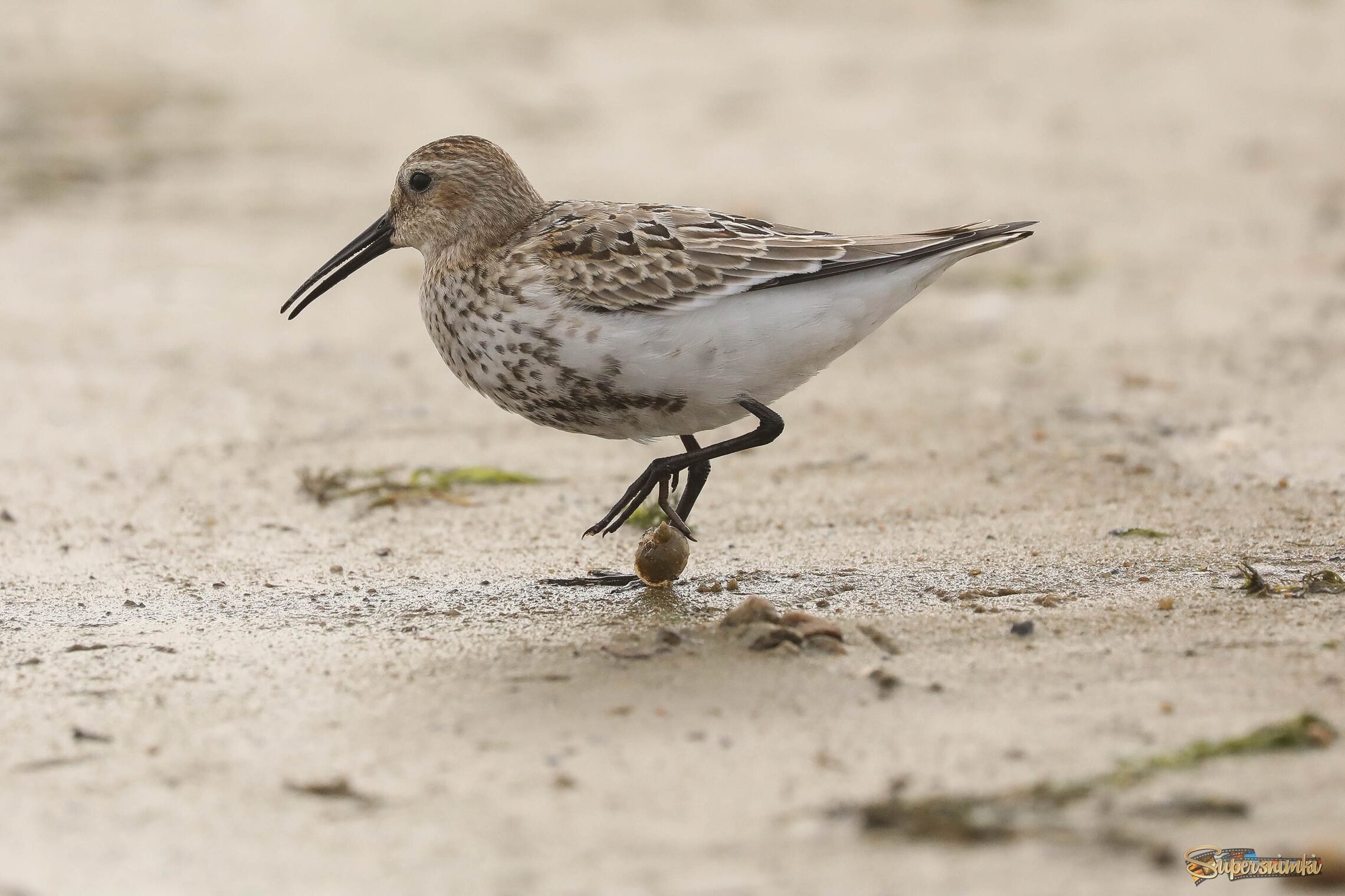 Перешагивая через ракушки