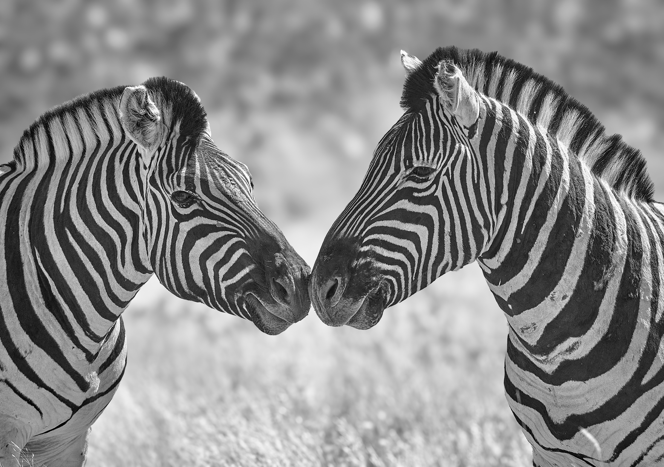 Намибийские истории...