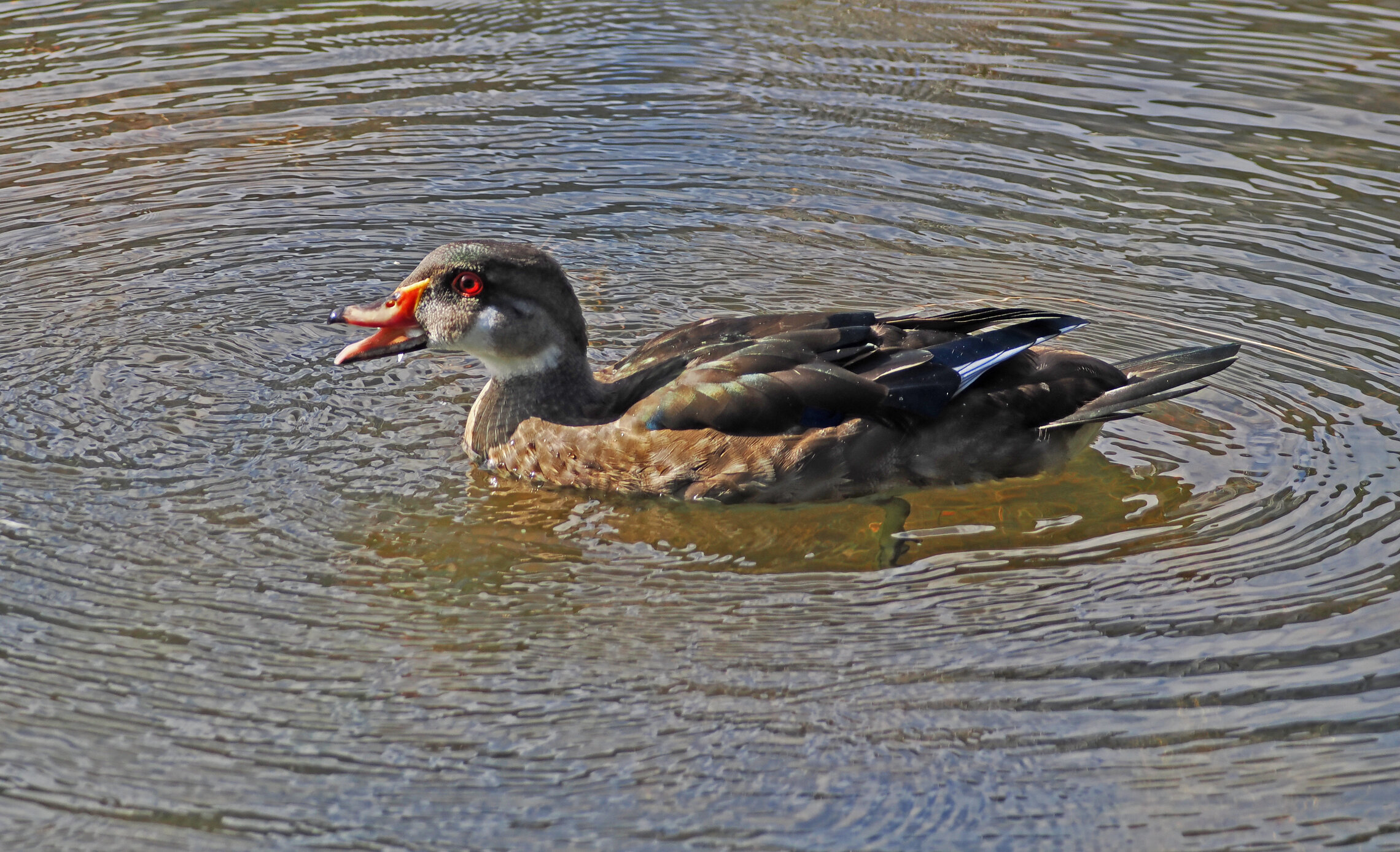 Самец утки-каролинки.