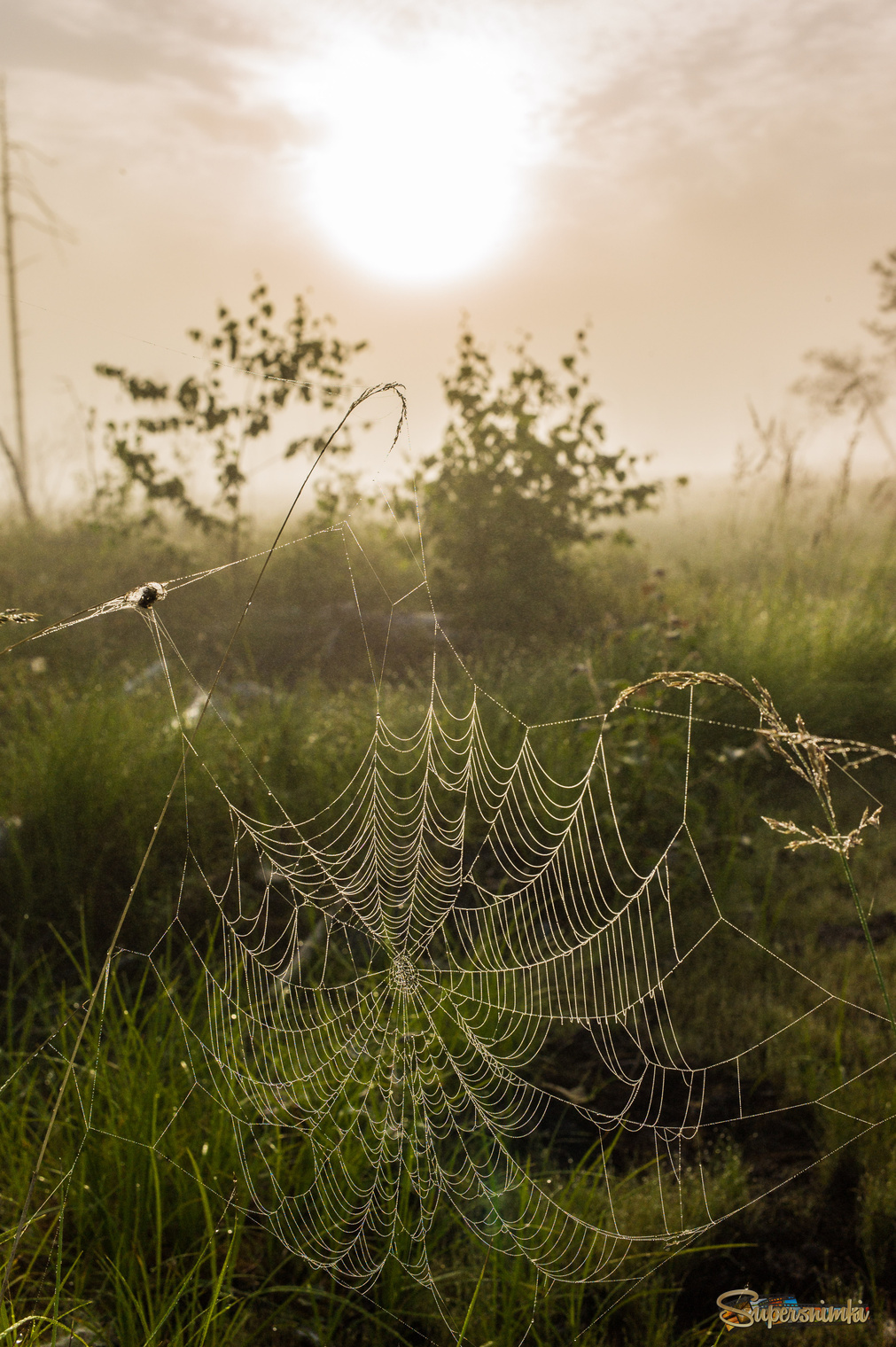 Большое Васюганское болото***