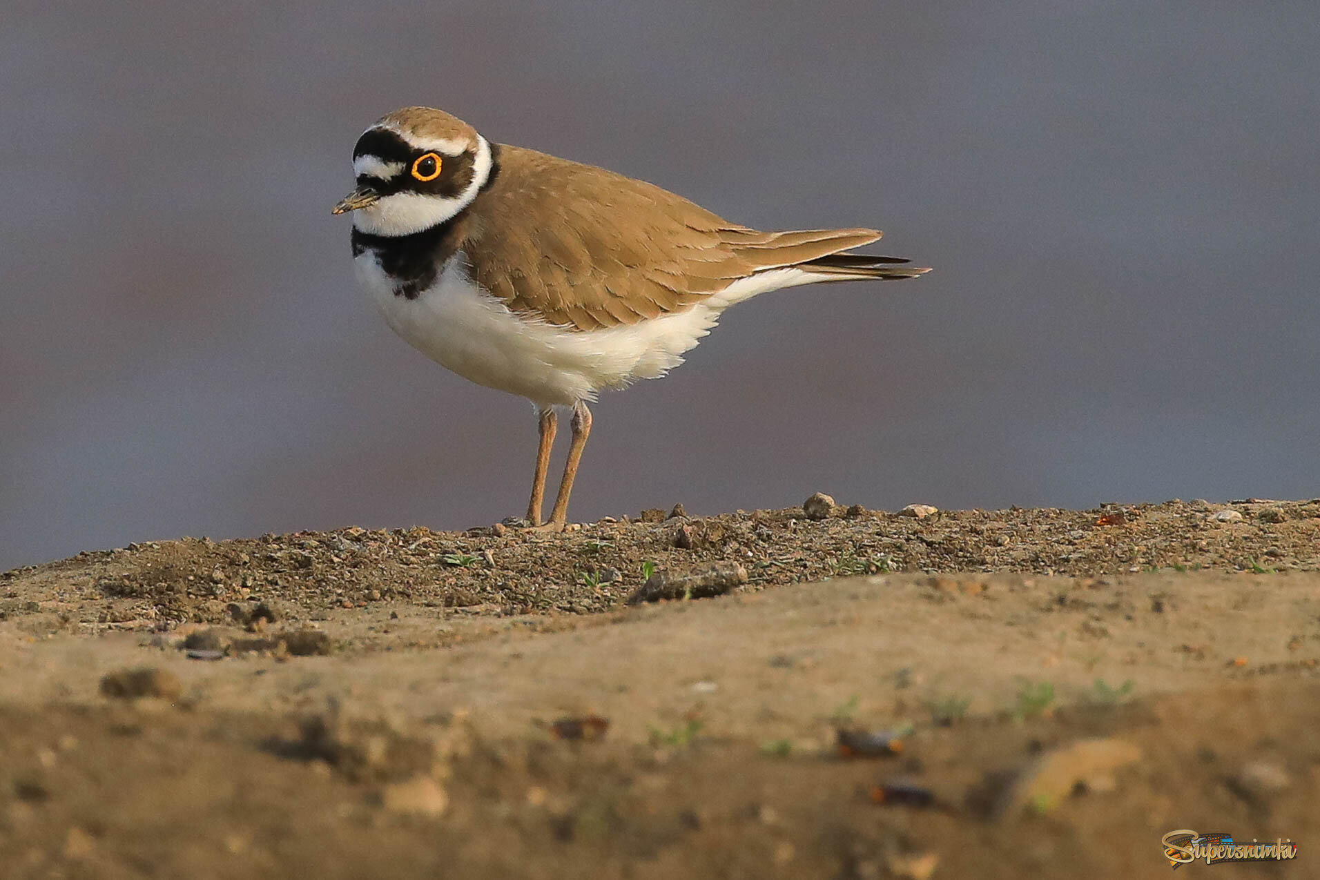 Вот смотрю я на тебя...