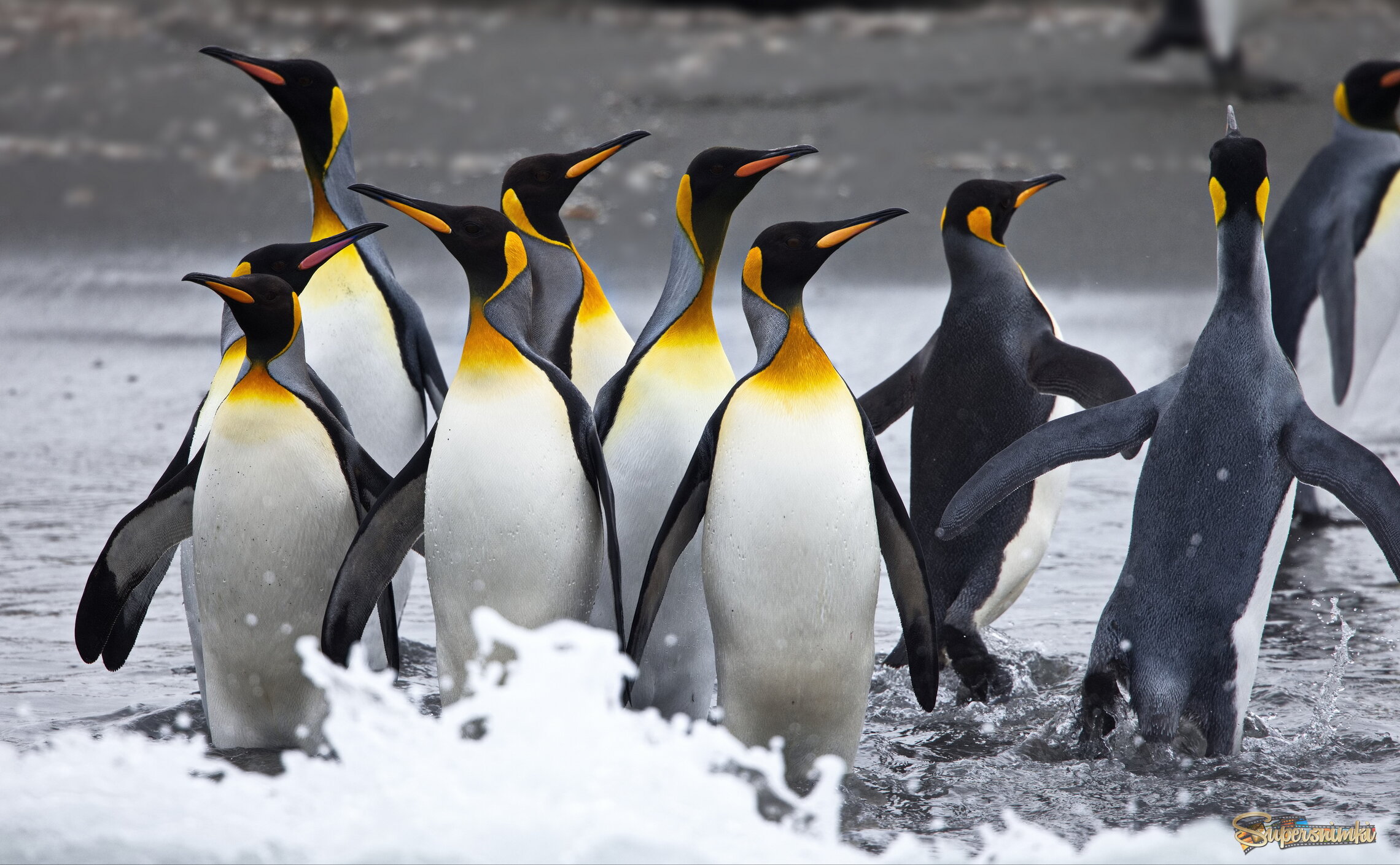 Таки пойдем плавать или нет!?