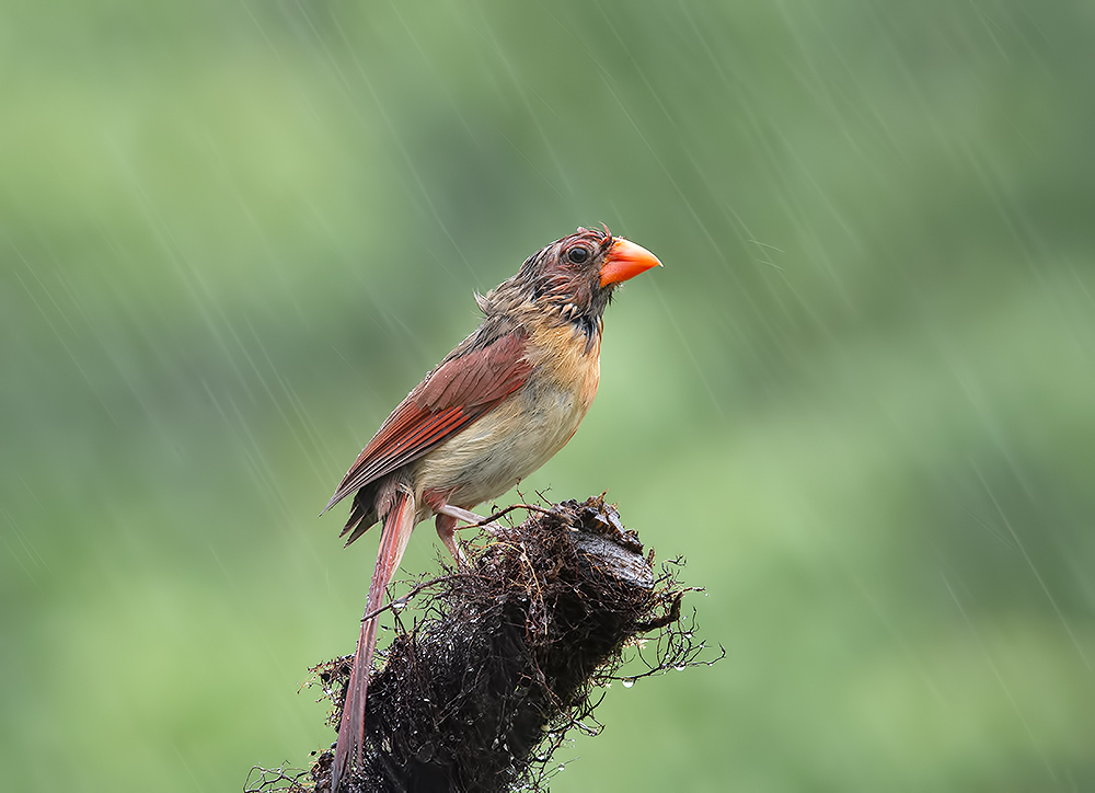 cамка, Красный кардинал